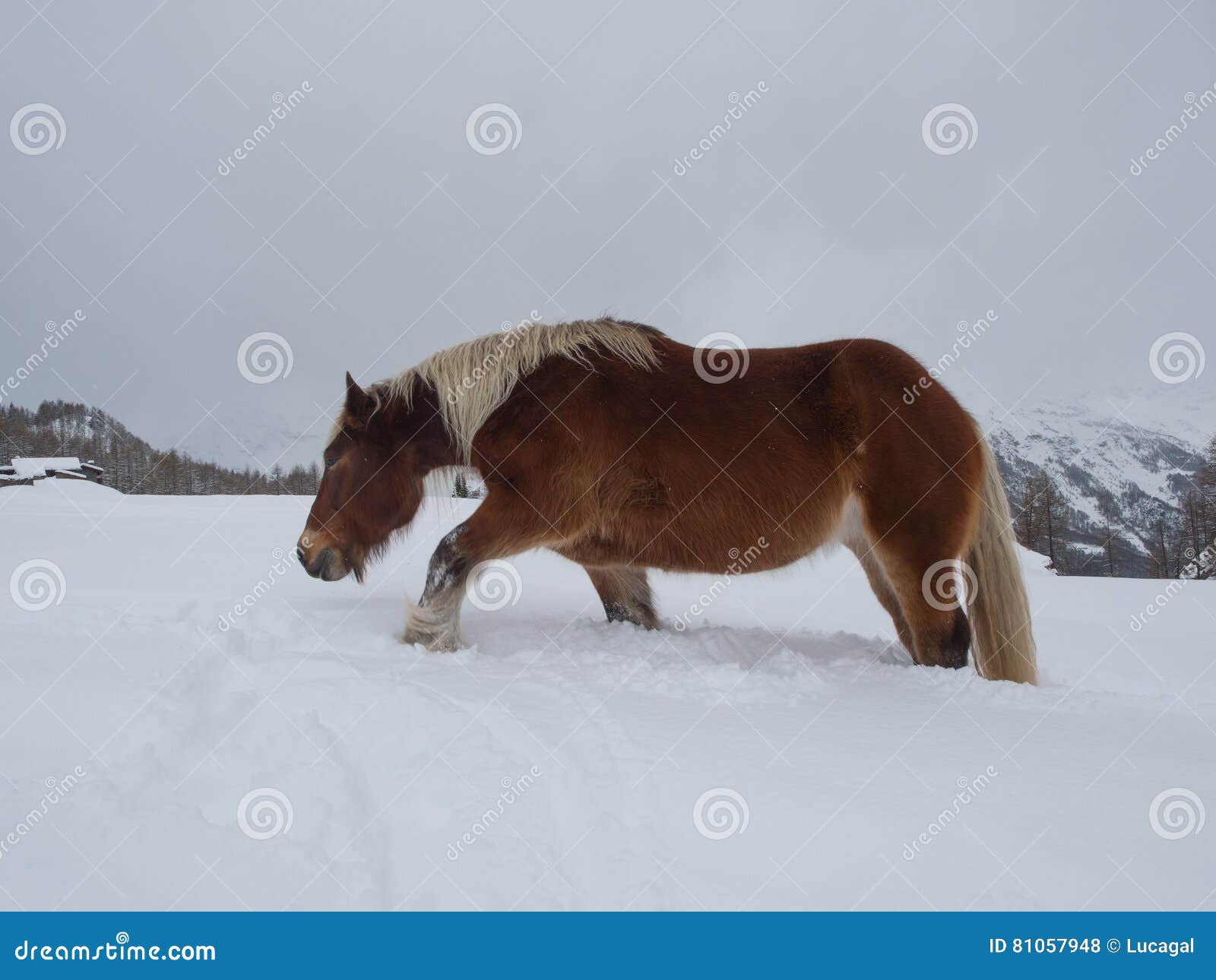 Haflinger Häst Som Stövlar Till Och Med Djup Snö Arkivfoto Haflinger Häst Som Stövlar Till Och Med Djup Snö Arkivfoto