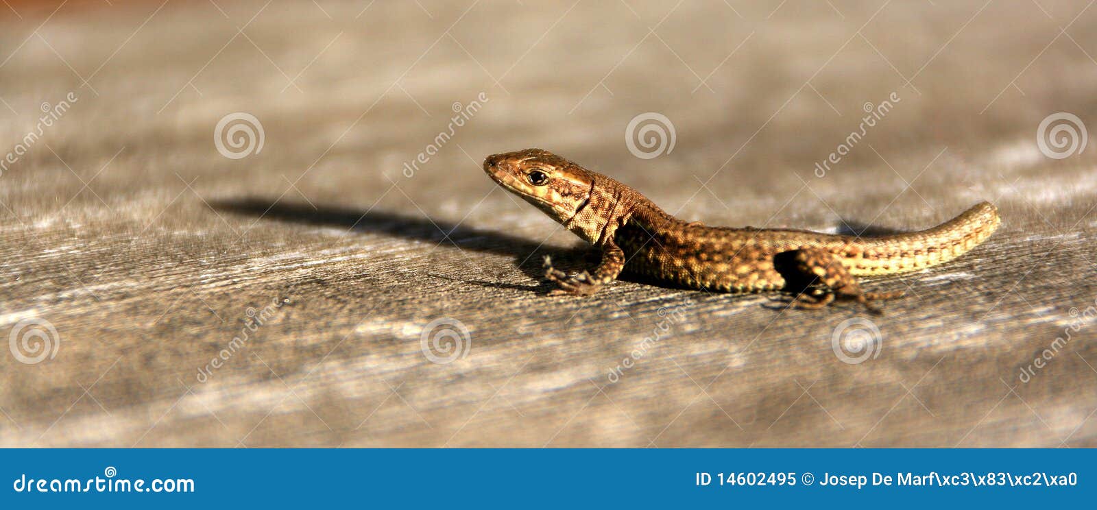 hightail lizard beedle hightail lizard beedle