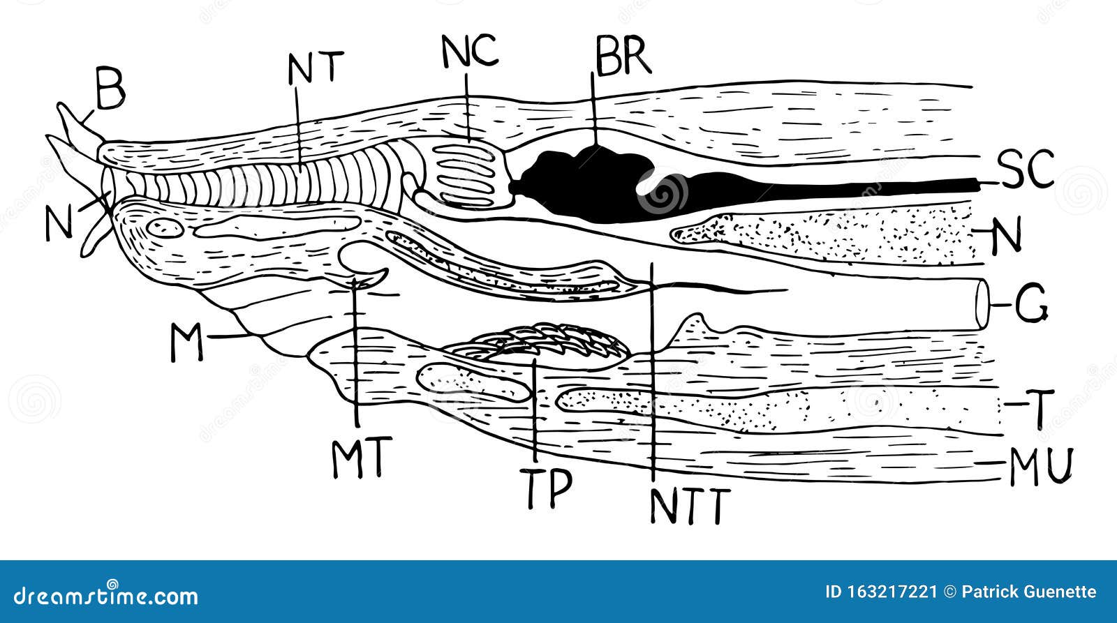 Anterior Longitudinal Ligament - Body Parts - Spine - Skeleton ...