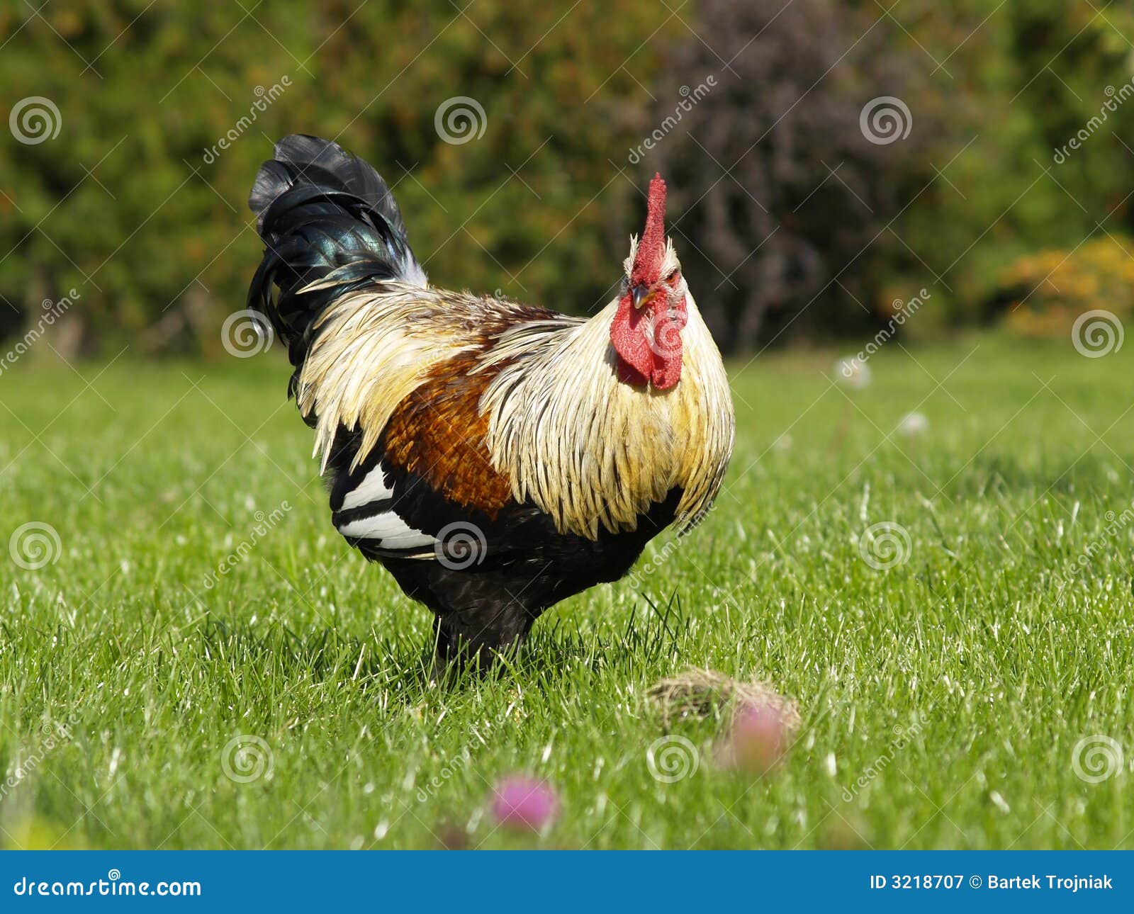 Hahn auf grünem Gras. Hahn, der auf grünes Gras am sonnigen Tag geht