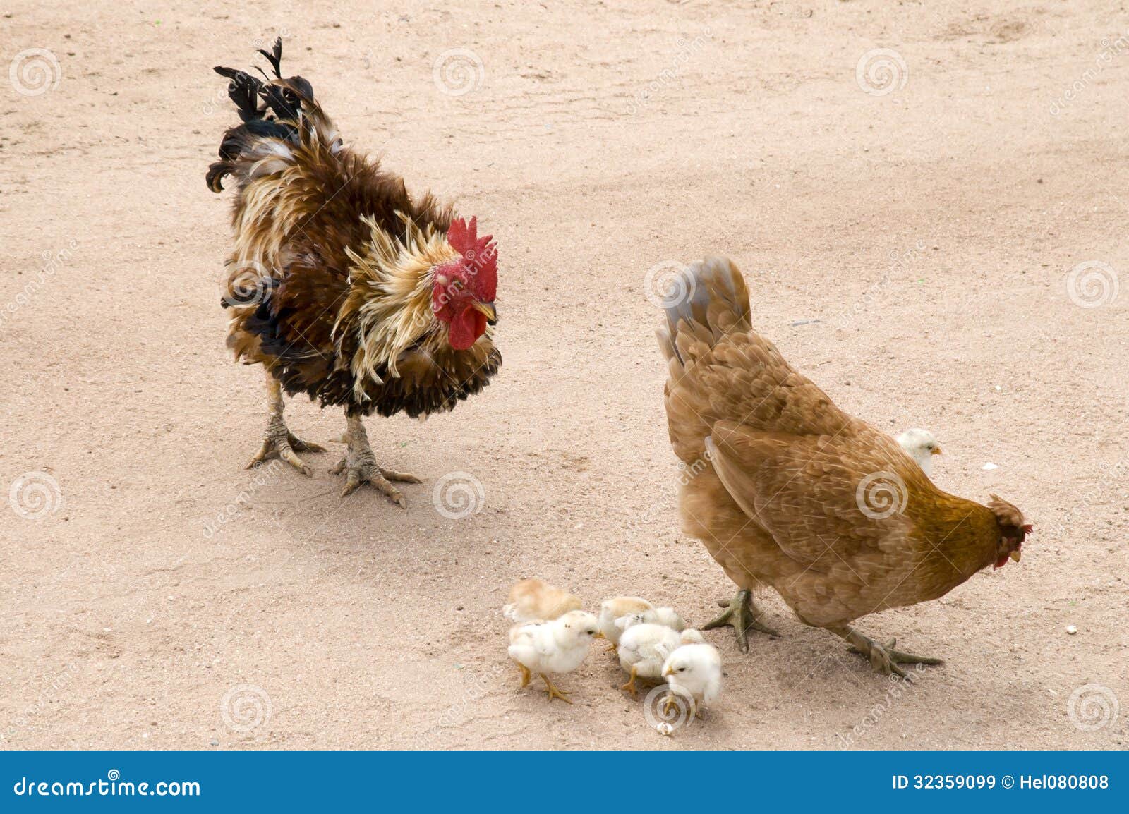Henne und Küken Schmaler Duschvorhang Huhn und Hahn