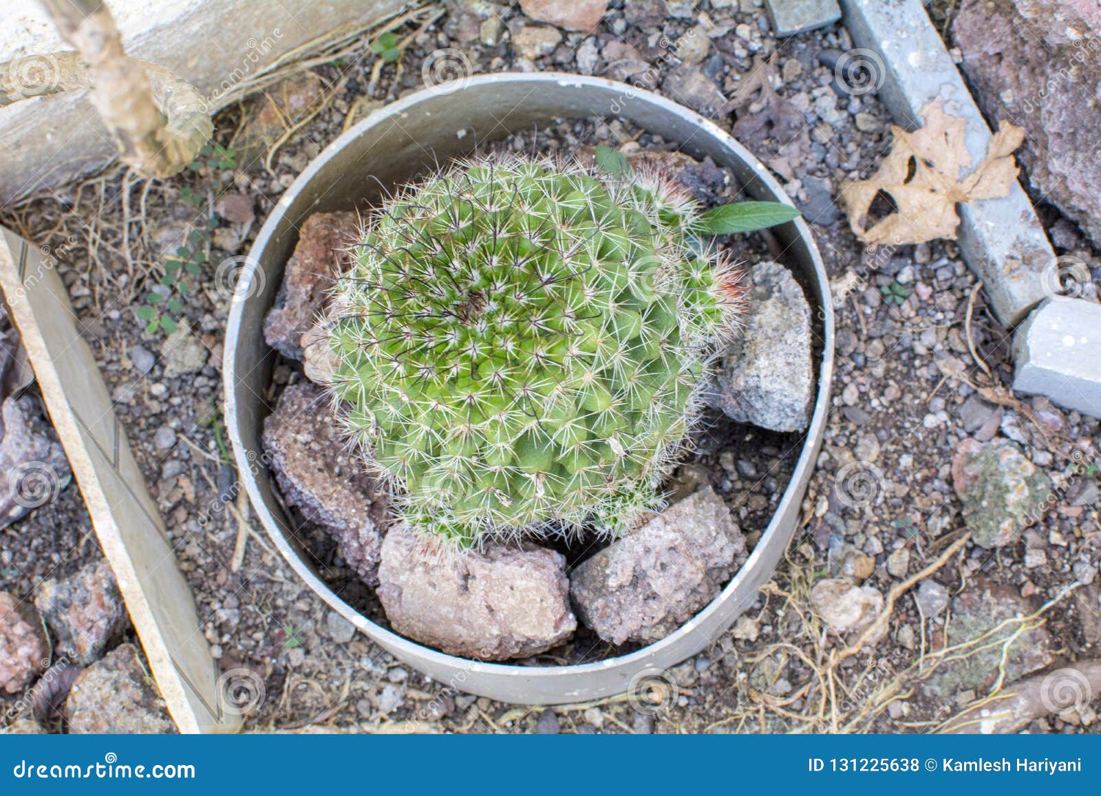 Hahniana De Cactus Mammillaria De La Señora Mayor Del Cactus Para La Planta  Interior O El Huerto Foto de archivo - Imagen de andes, bonsai: 131225638