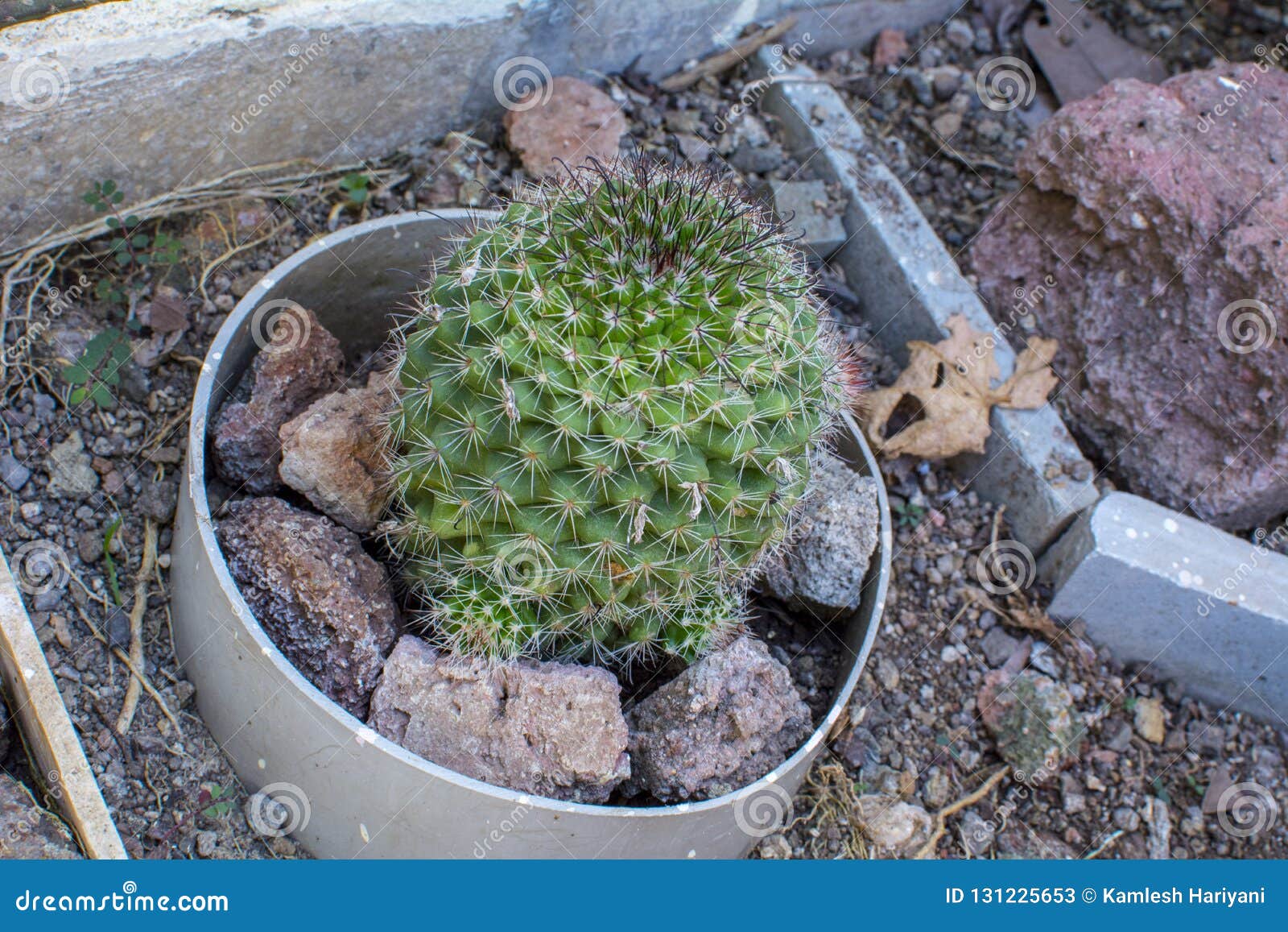 Hahniana De Cactus Mammillaria De La Señora Mayor Del Cactus Para La Planta  Interior O El Huerto Imagen de archivo - Imagen de rudimentario, fondo:  131225653