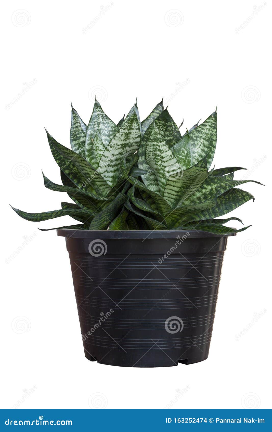 hahnii, bowstring hemp, devil tongue, mother-in-lawÃ¢â¬â¢s tongue or snake plant in black plastic pot  on white background.