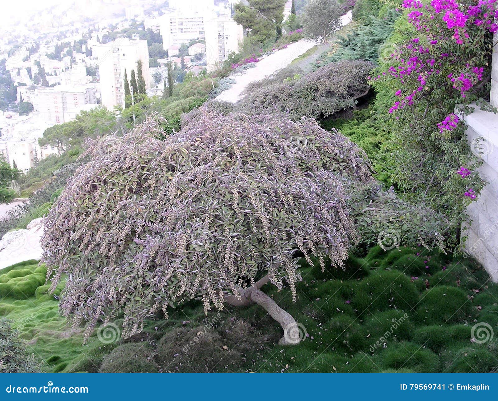 Haifa Bahai Gardens Green Corner 2003 Stock Image Image of hill