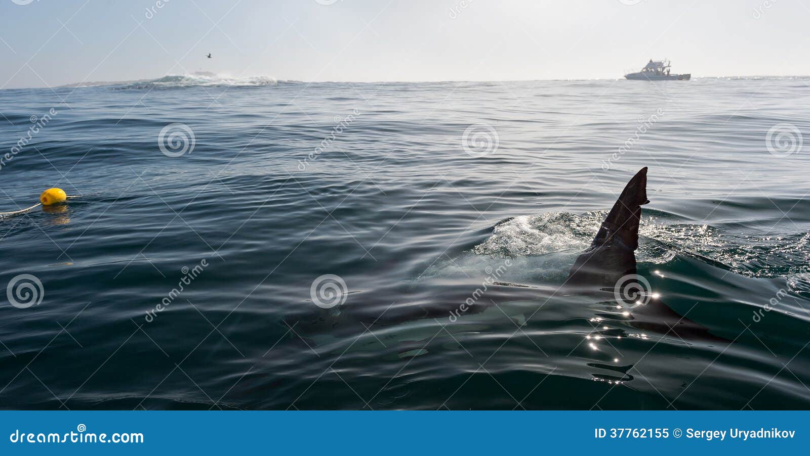 Haiflosse Auf Dem Wasser Illustration - Stockfotografie