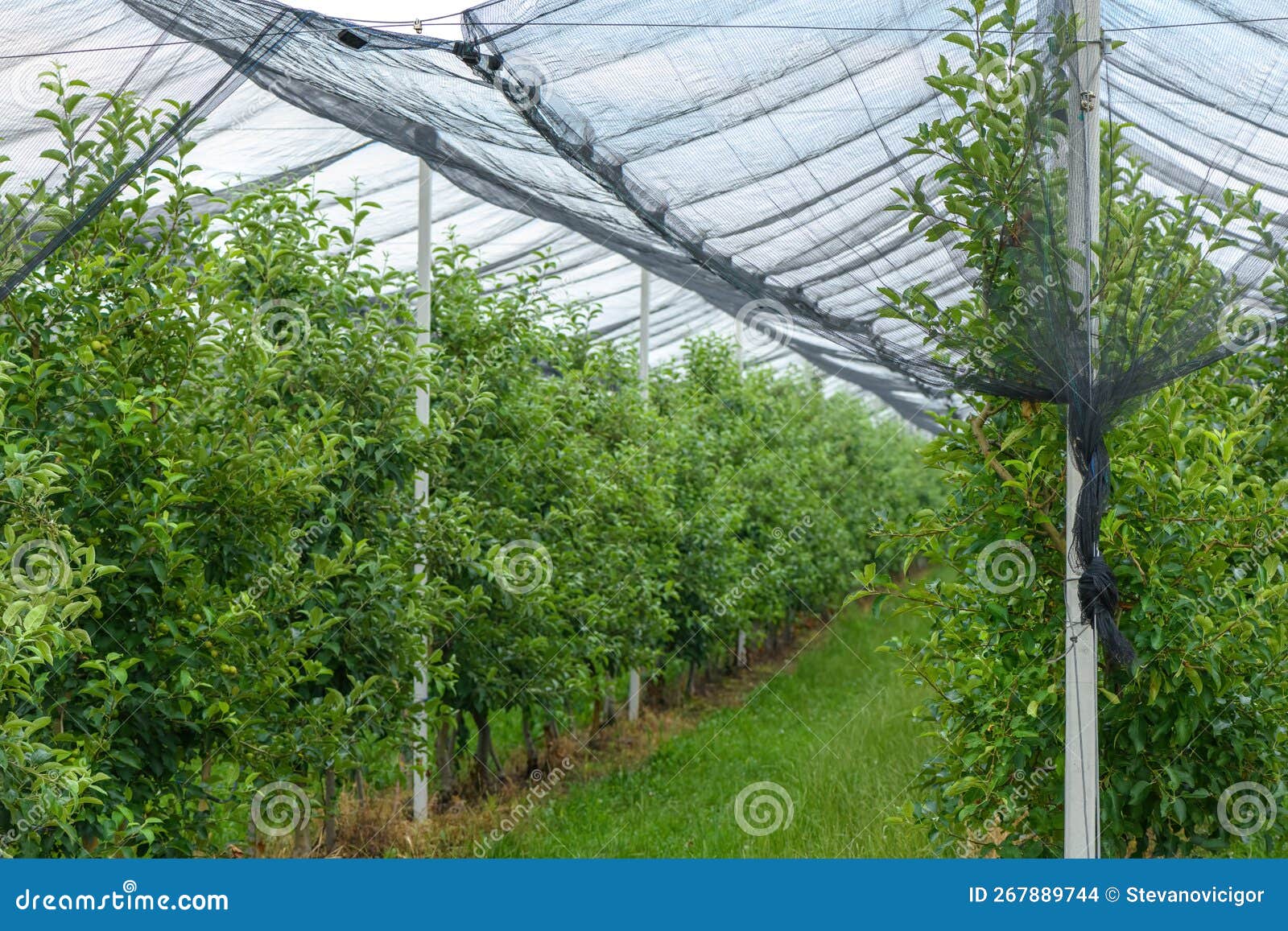 Hail and Bird Protective Netting in Apple Fruit Tree Orchard in Spring
