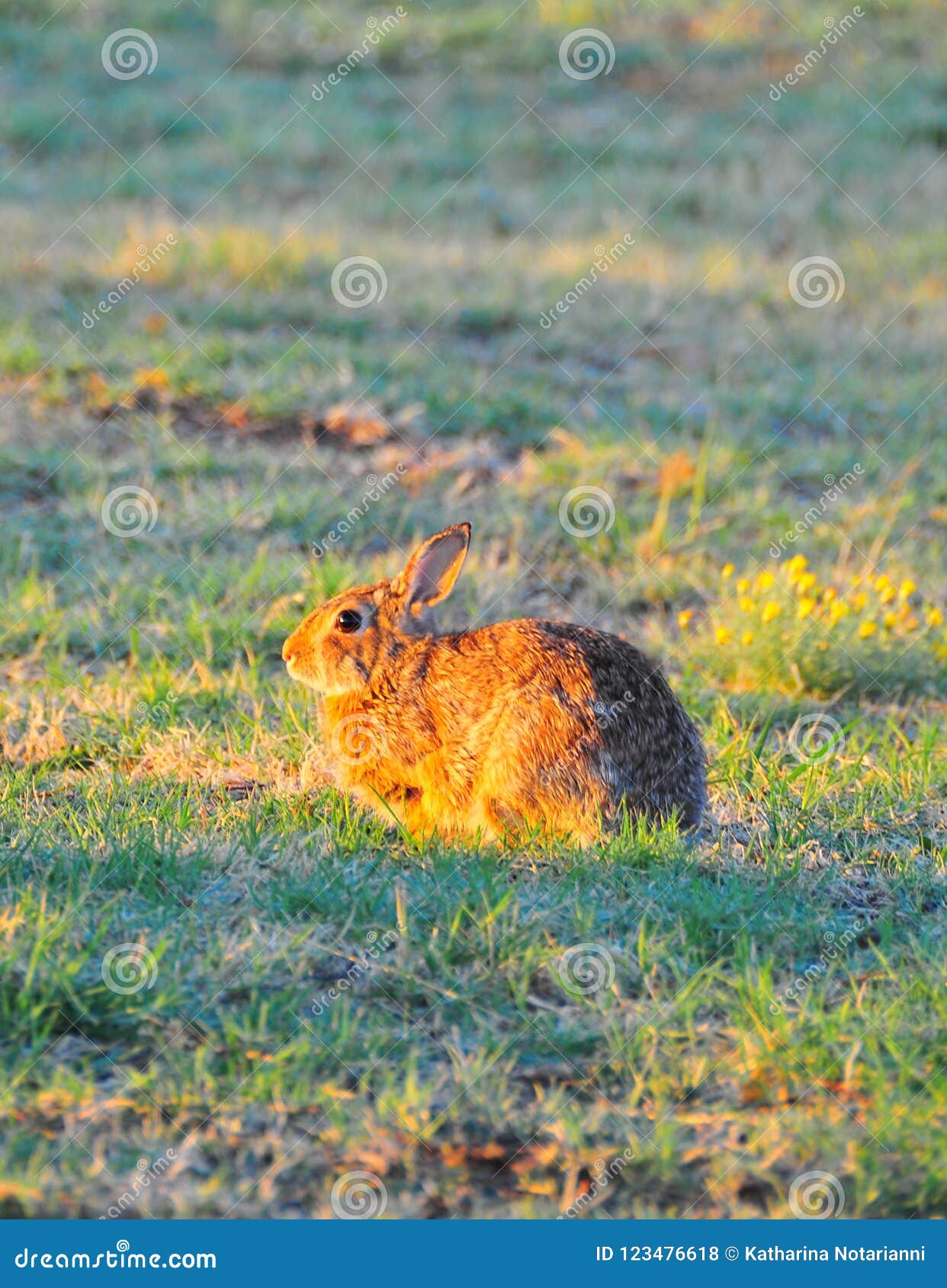 north texas eastern cottontail rabbit sylvilagus floridanus