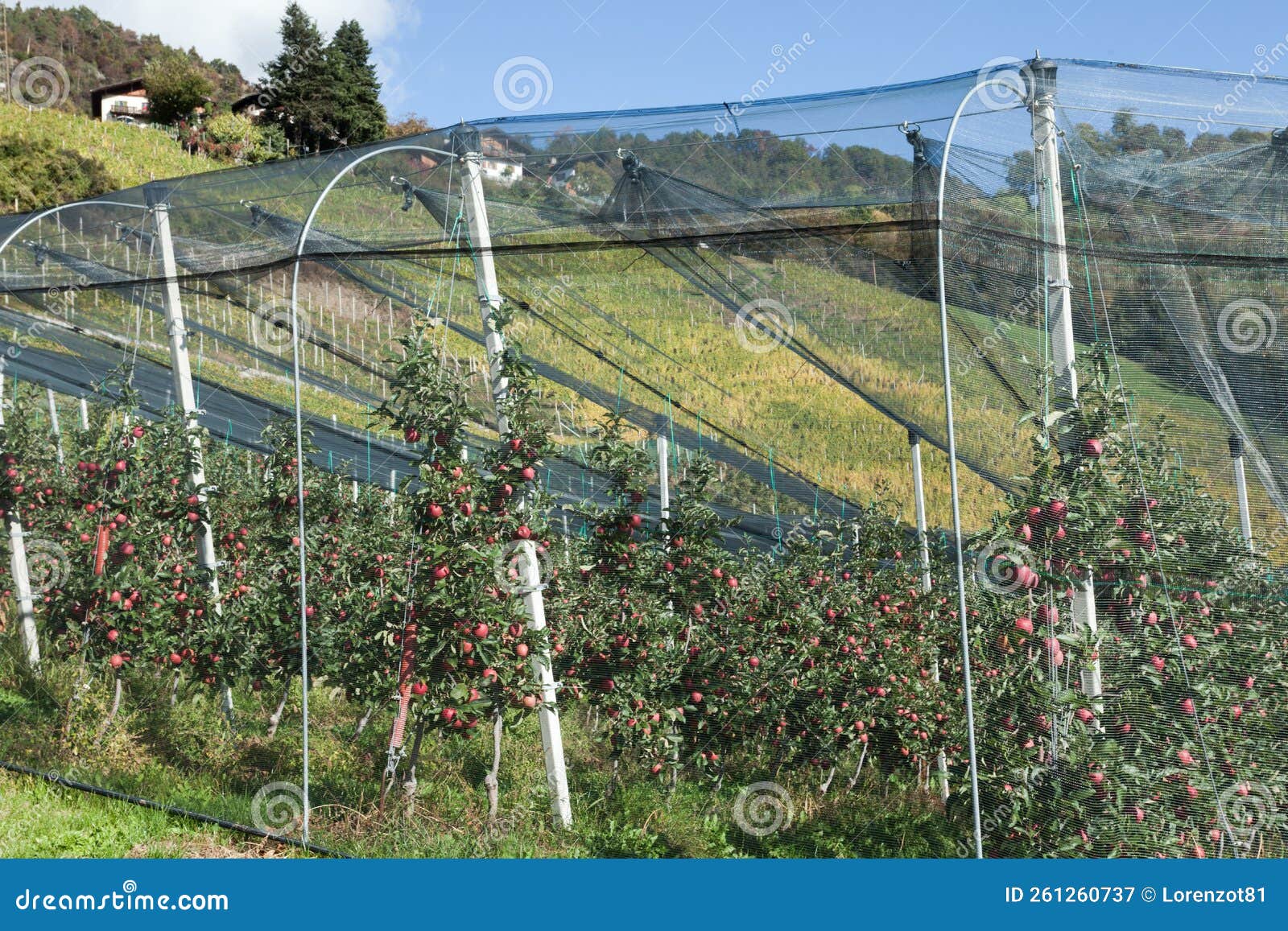 Hailstorm Protection Grids Over an Apple Orchard in South Tirol Stock ...