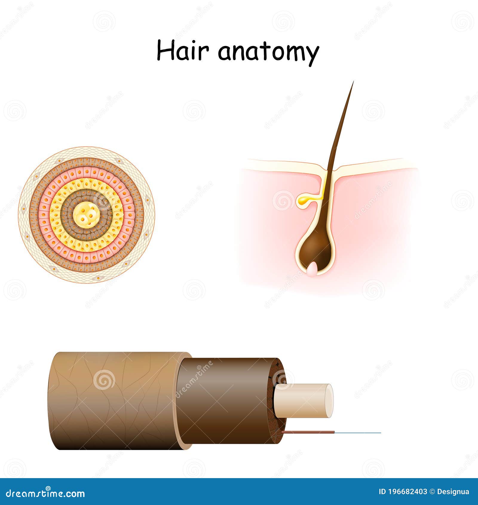 Hair Anatomy Cross Section And Cell Structure Stock Vector