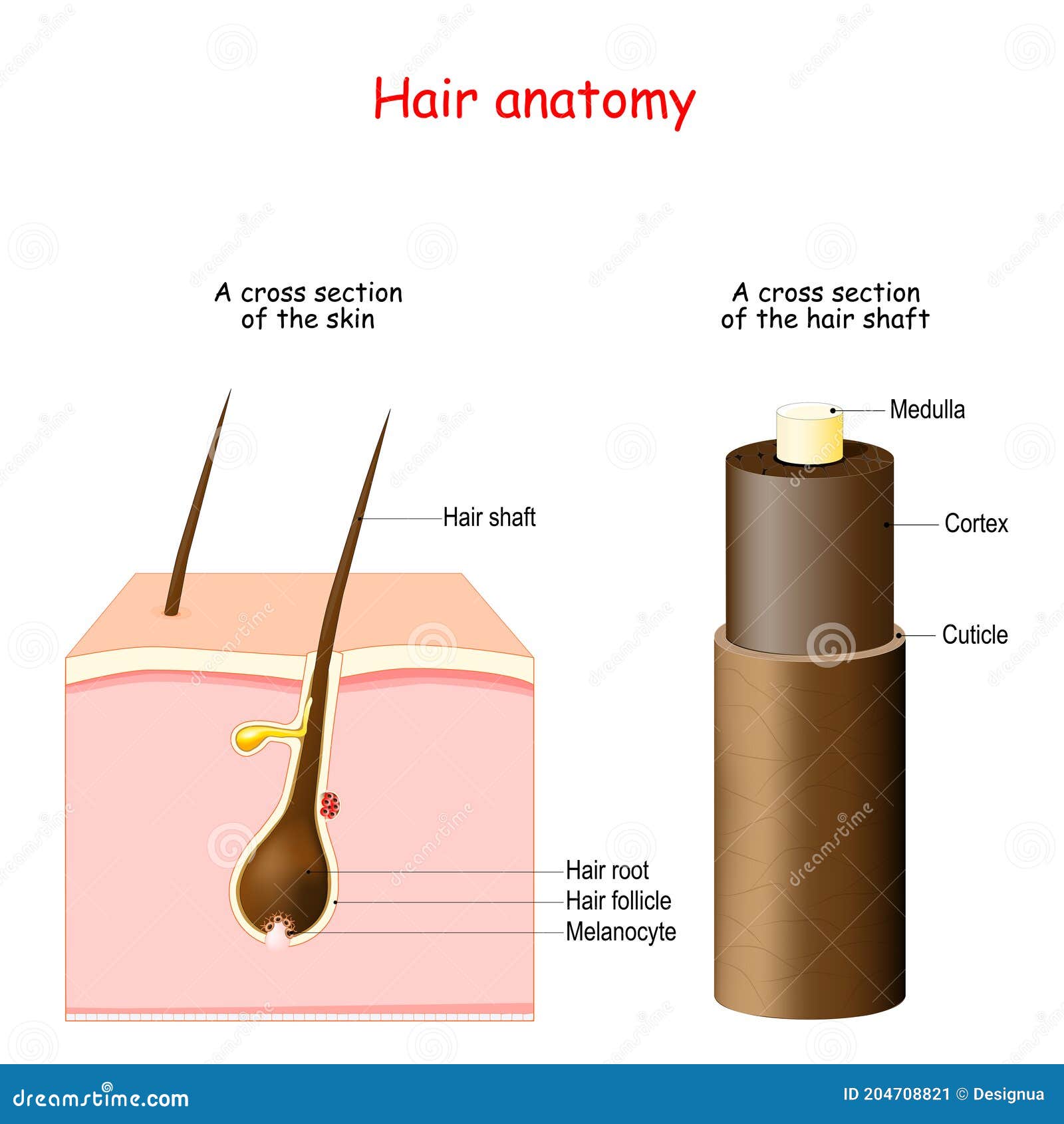 Anatomy structure and phases of hair growth