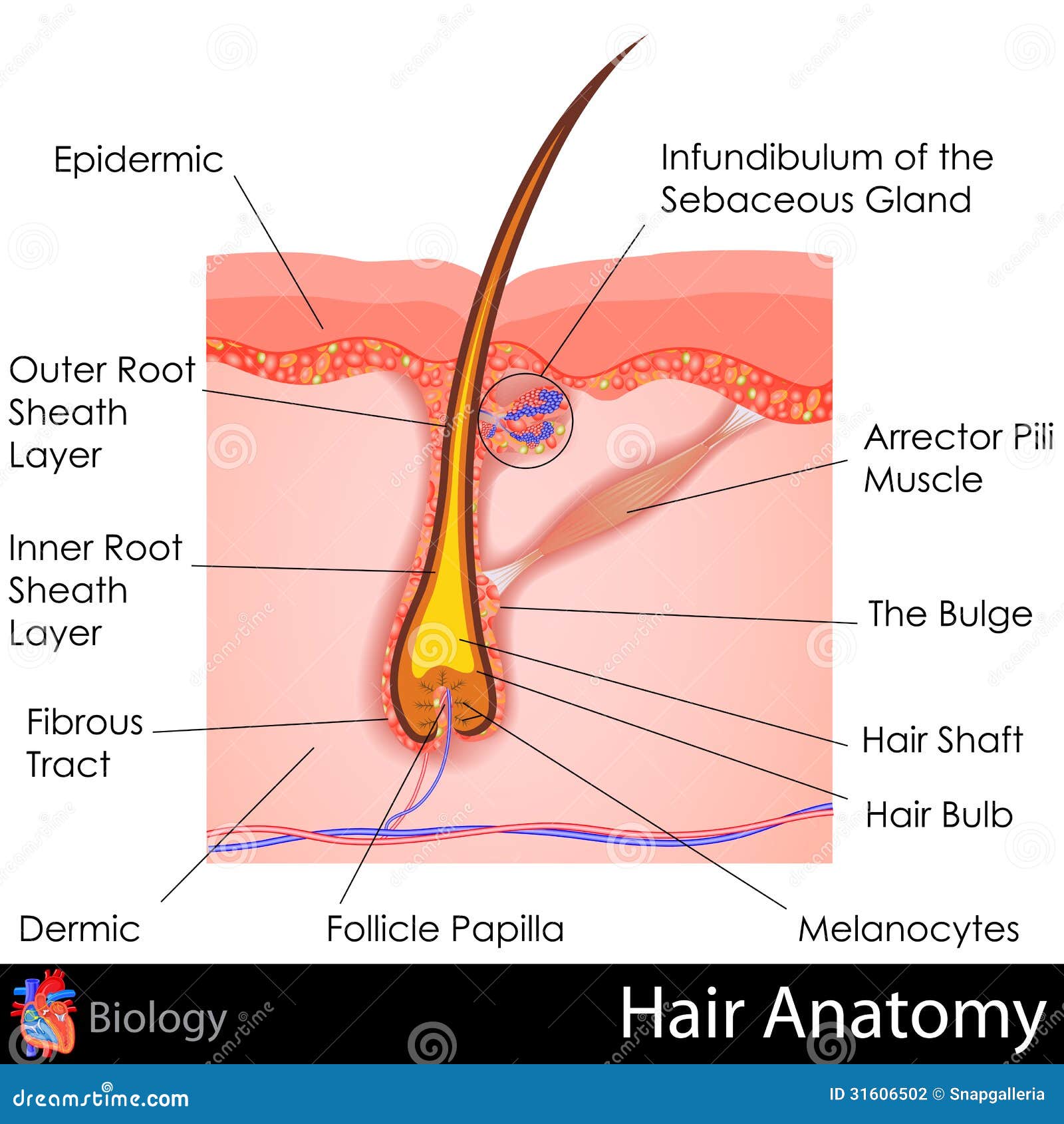 Hair Anatomy stock vector. Illustration of epidermic - 31606502