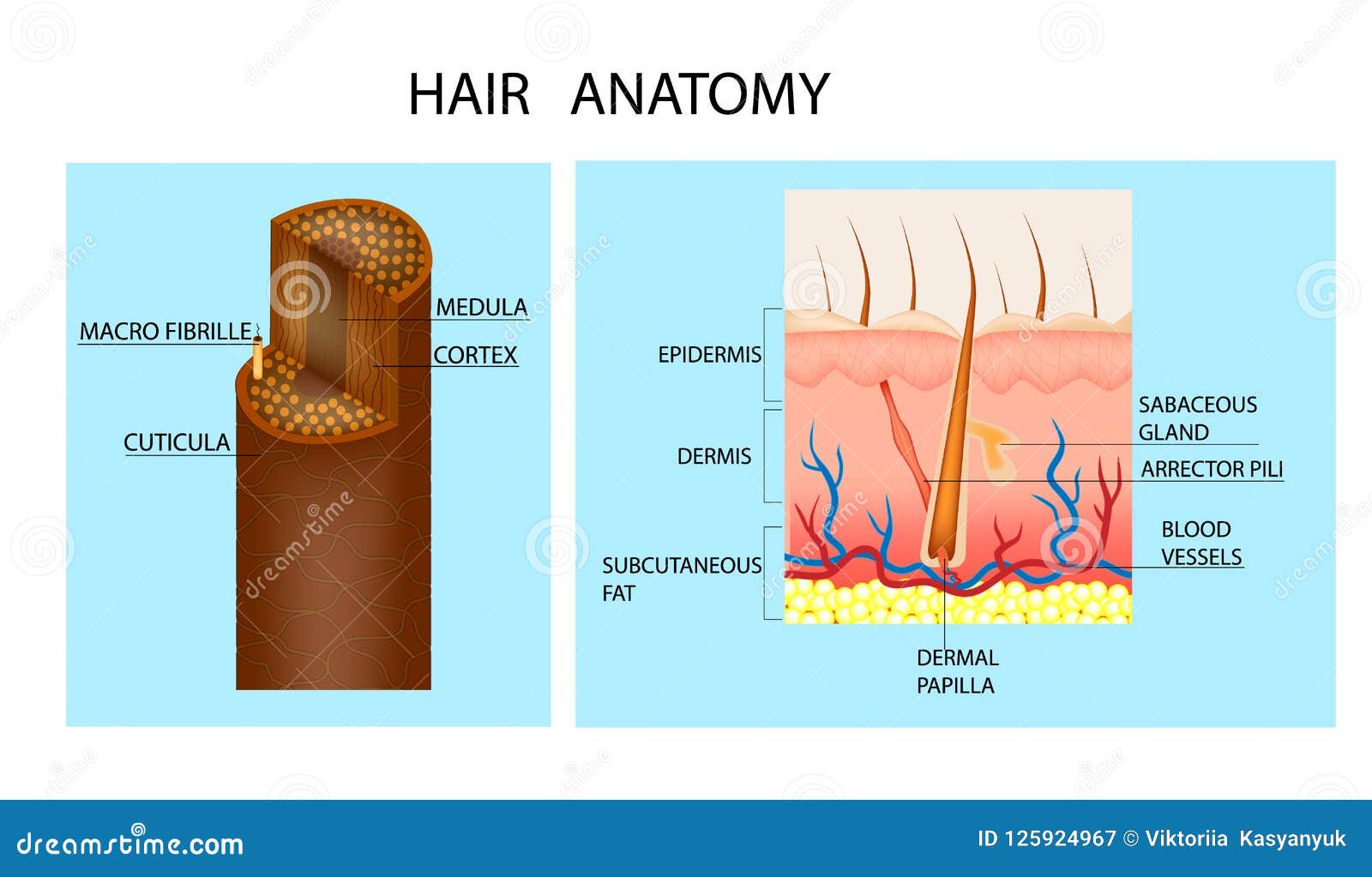 hair anatomy and hair follicle.