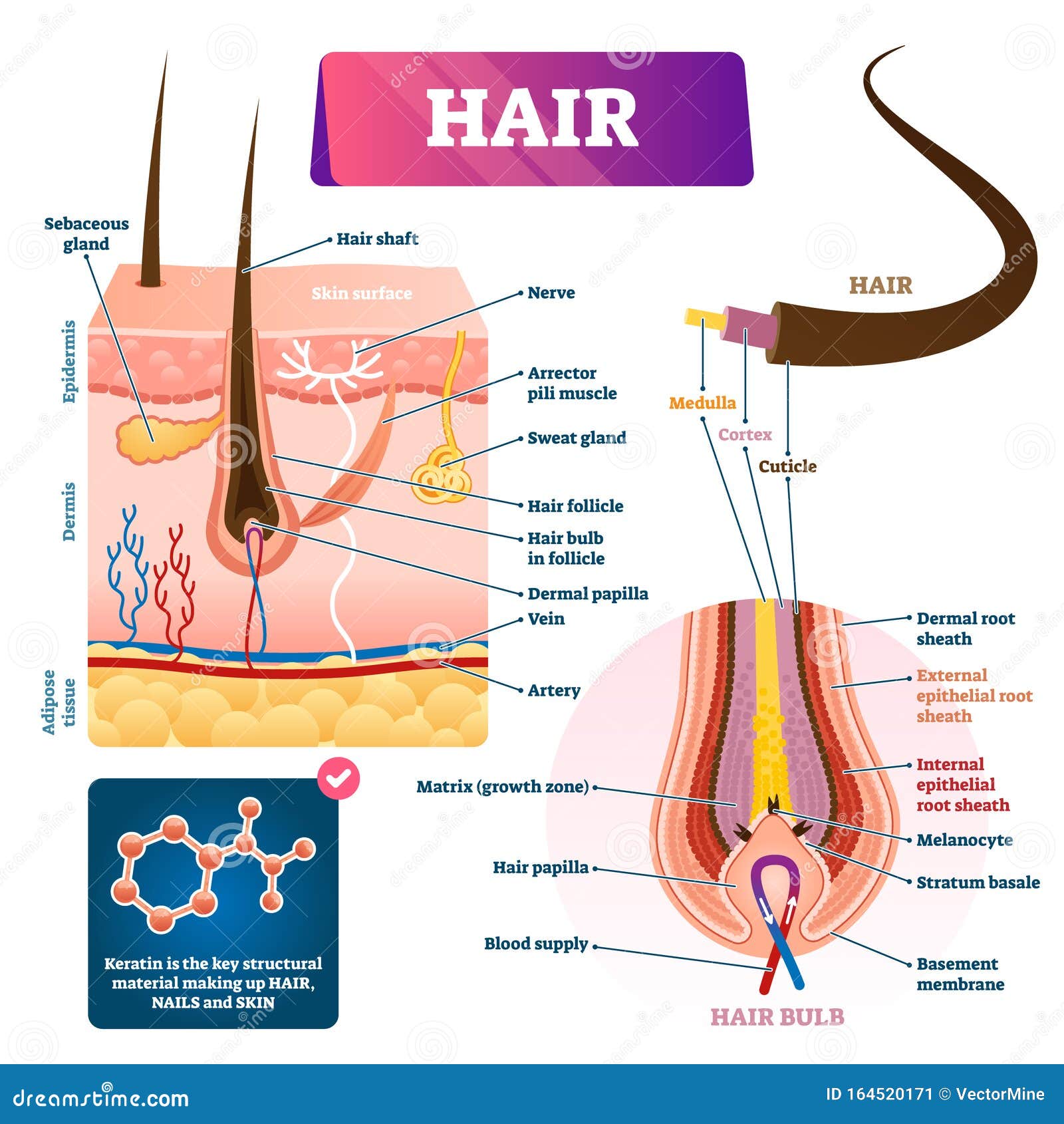 Hair Follicle Dissection  RHRLI