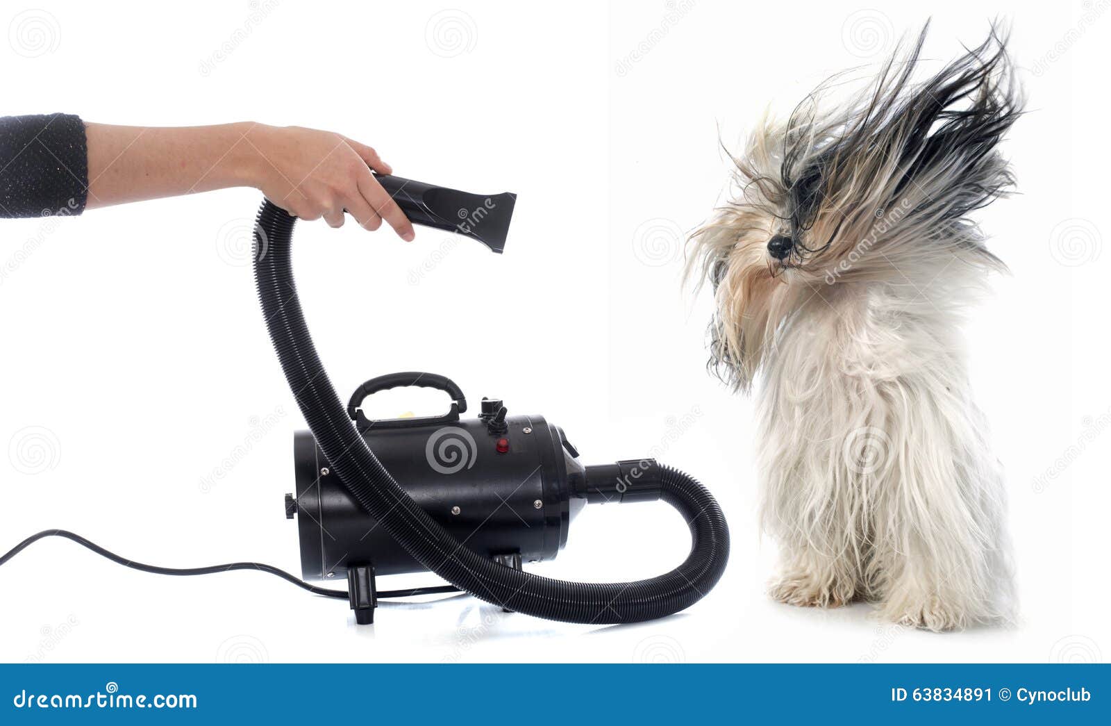 Hair dryer for dog stock image. Image of object, wind 63834891