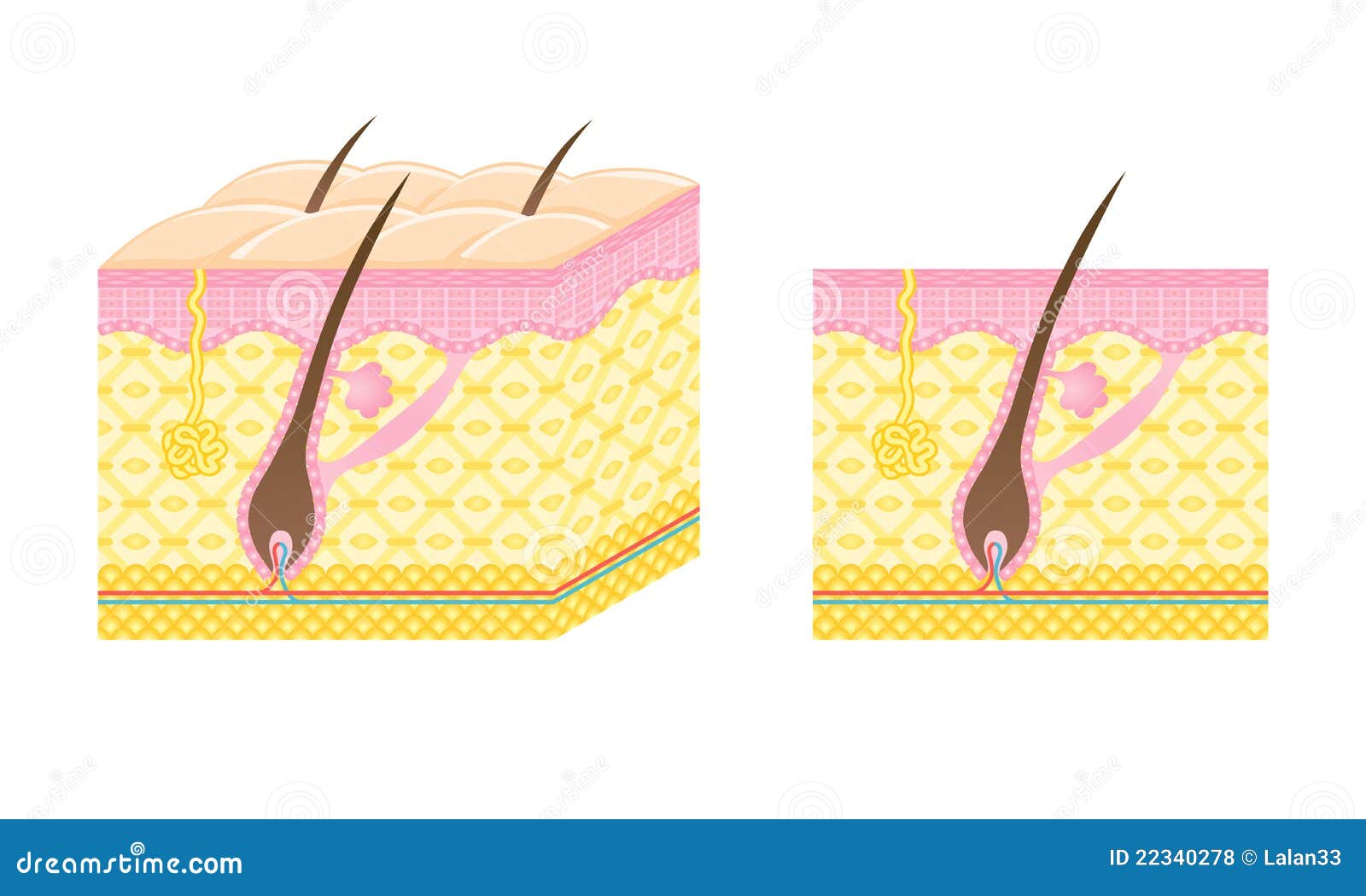 Hair Follicle Diagram Stock Illustrations – 983 Hair Follicle Diagram Stock  Illustrations, Vectors & Clipart - Dreamstime