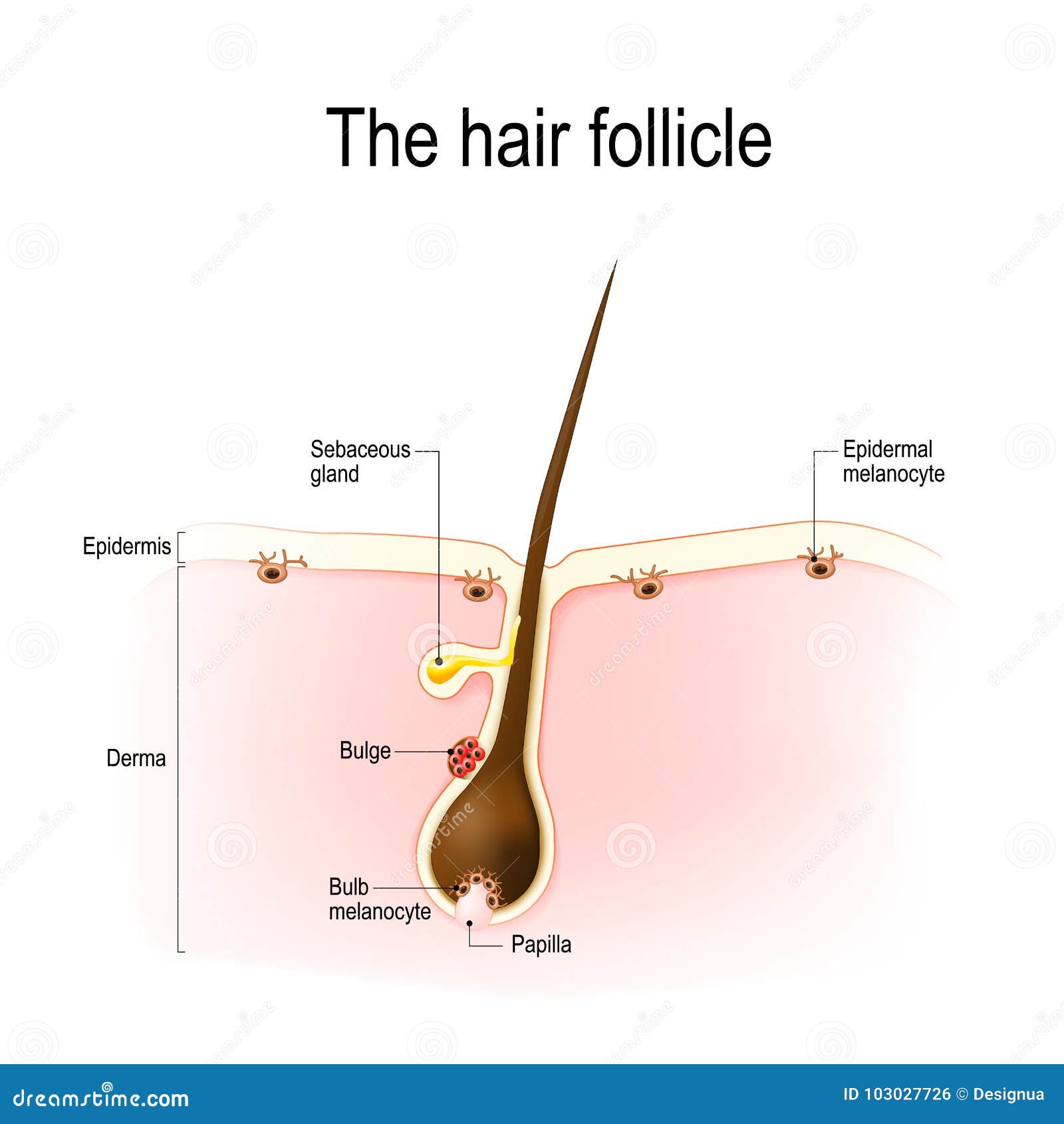 Hair Follicle Diagram Stock Illustrations – 983 Hair Follicle Diagram Stock  Illustrations, Vectors & Clipart - Dreamstime