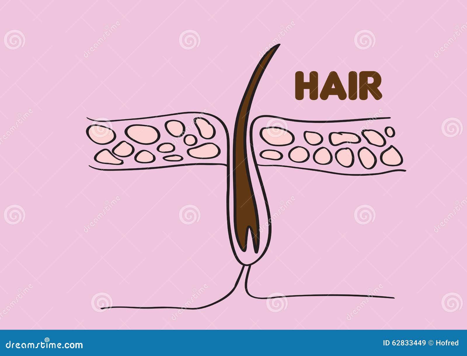 Hair Follicle Vector Illustration Stock Vector Illustration of cells