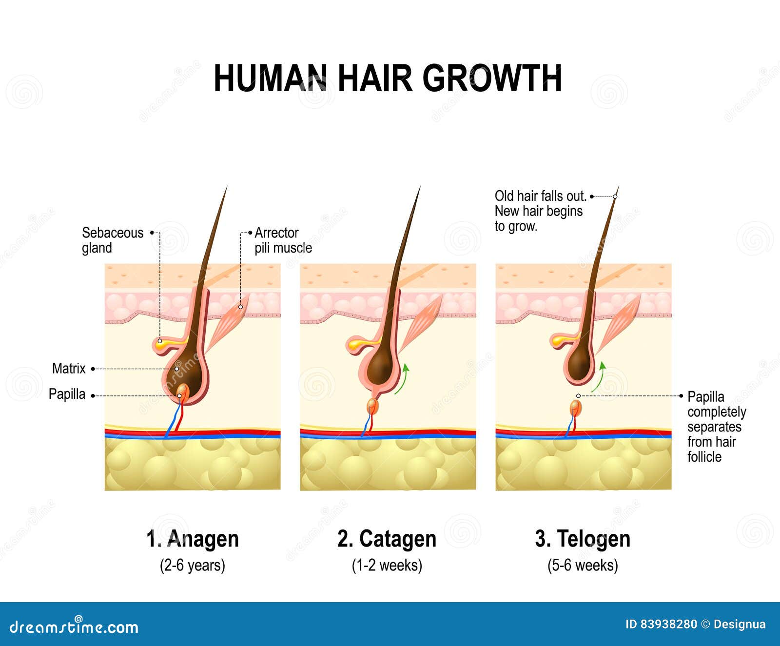 Hair Growth Cycle Stock Illustrations – 241 Hair Growth Cycle Stock Illustrations, Vectors & Clipart - Dreamstime Hair Growth Cycle Stock Illustrations – 241 Hair Growth Cycle Stock Illustrations, Vectors & Clipart - Dreamstime