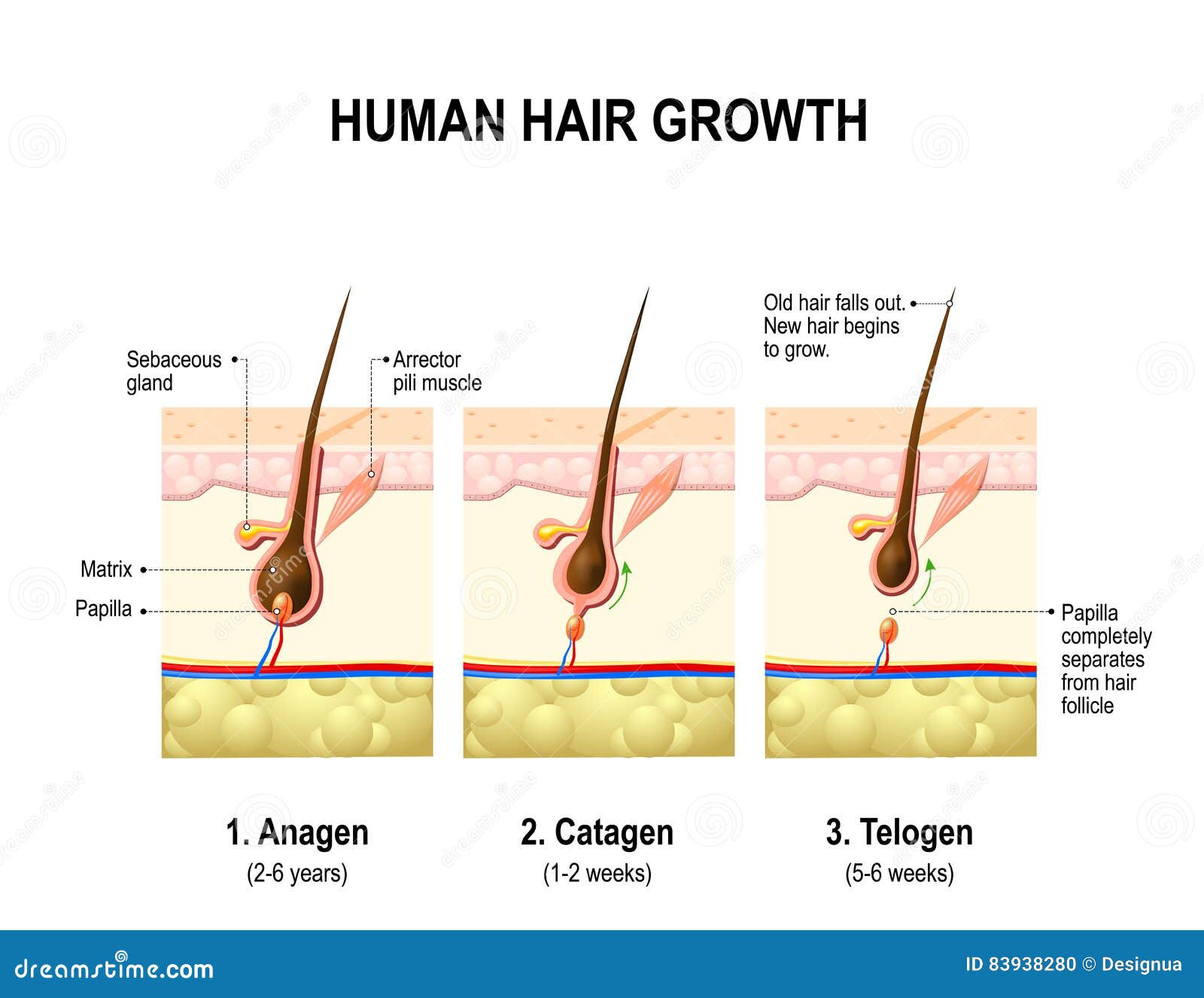 hair growth. anagen, catagen and telogen