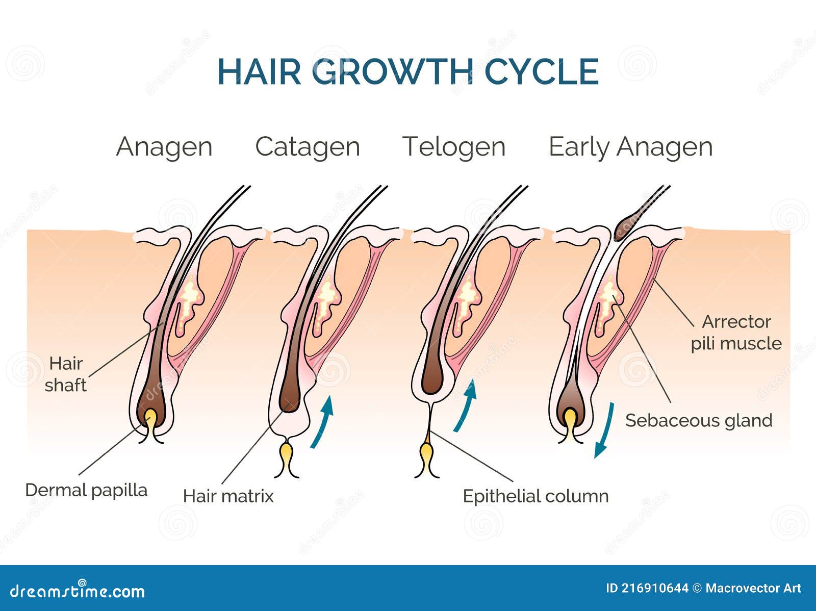 The hair growth cycle Hair follicles transition through periods of   Download Scientific Diagram