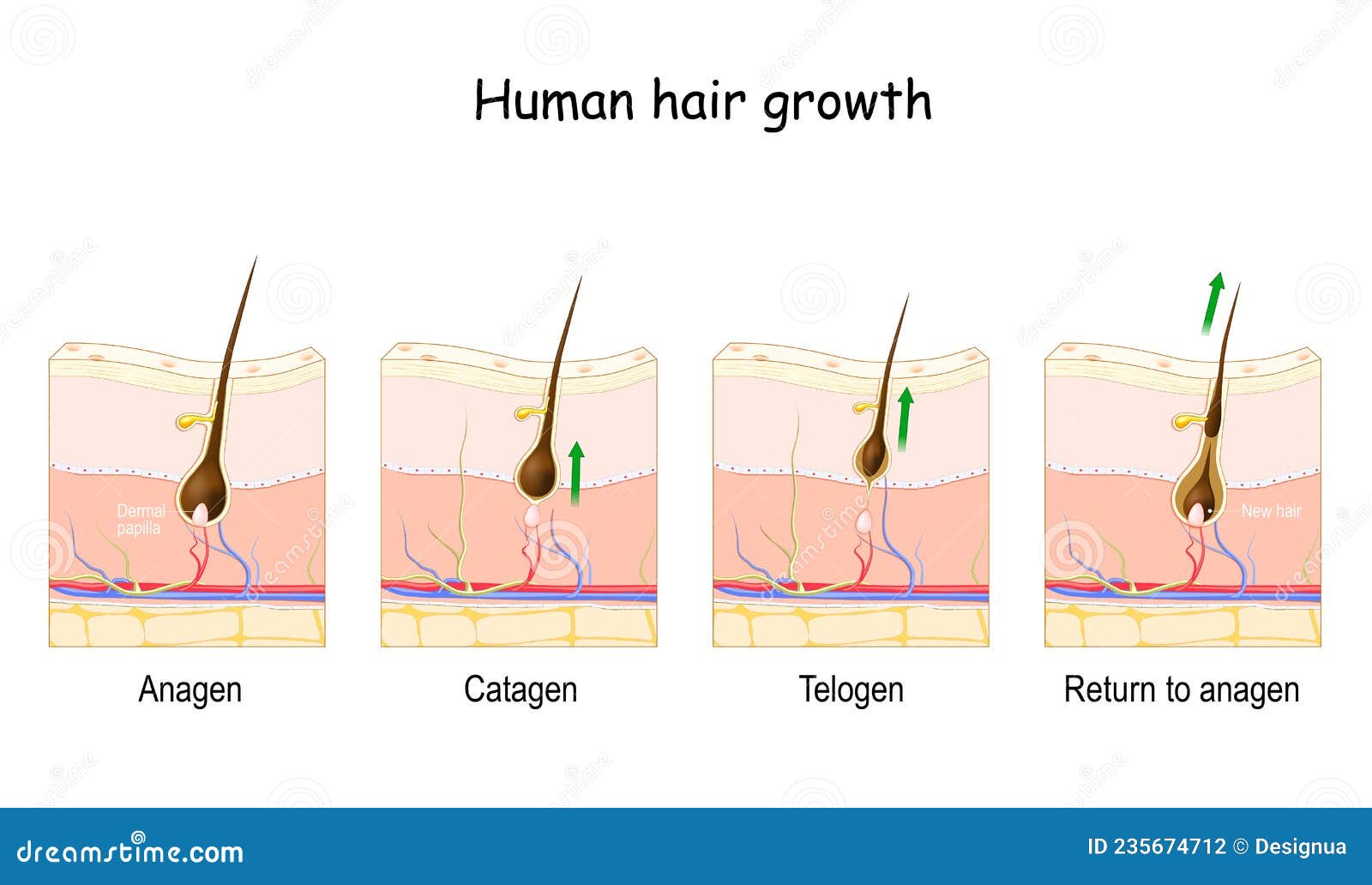 Hair growth cycle | Stages of hair growth – Neofollics