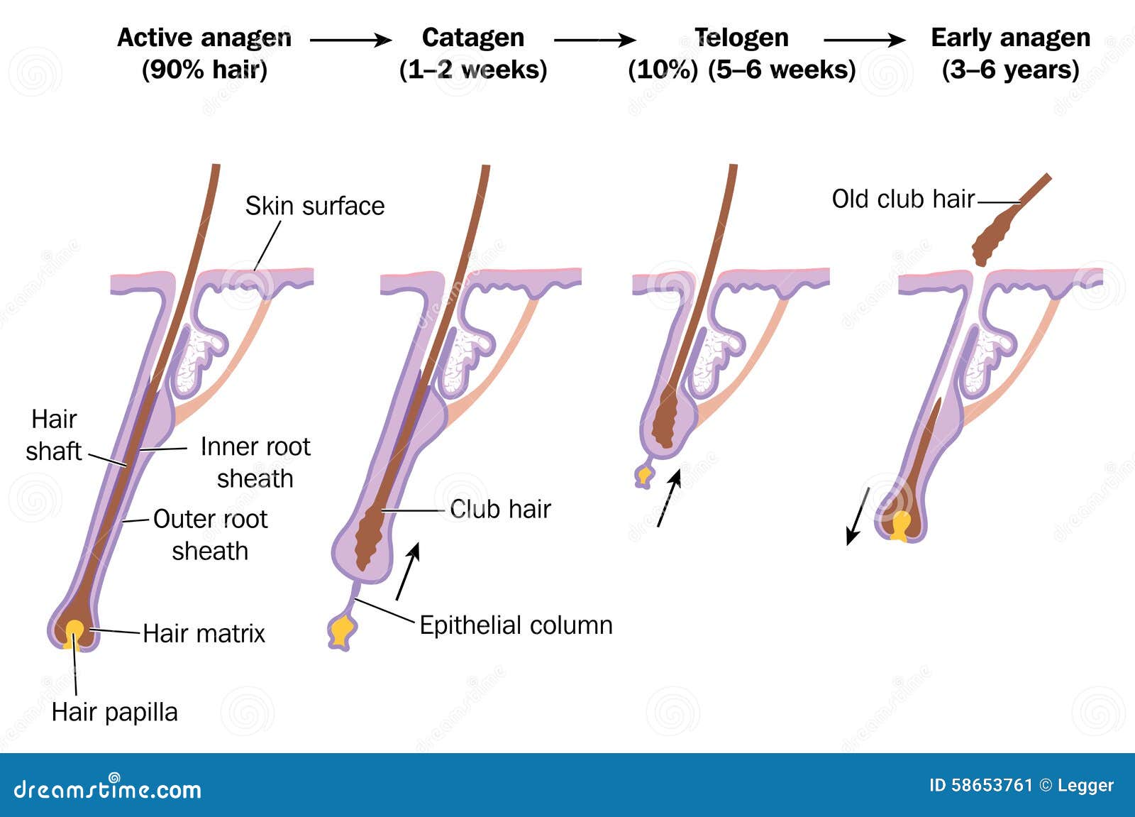 telogen hair