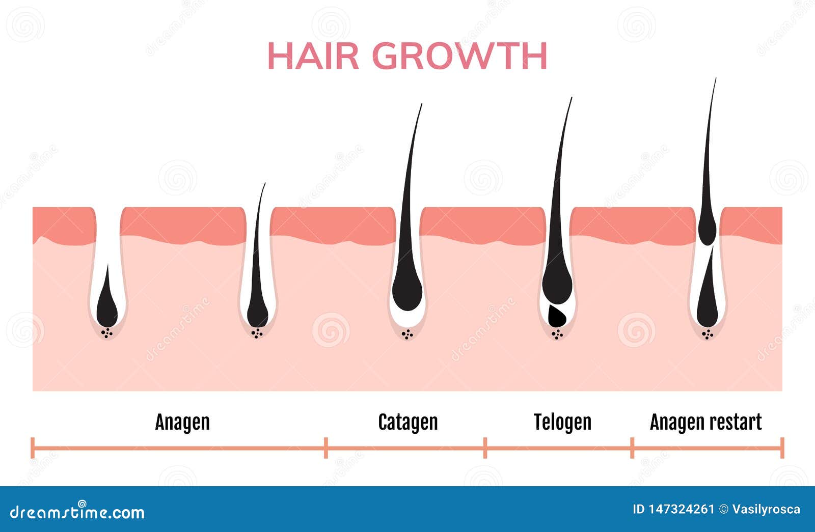 Hair Growth Cycle Skin. Follicle Anatomy Anagen Phase, Hair Growth Diagram  Illustration Stock Vector - Illustration of dermatology, animation:  147324261