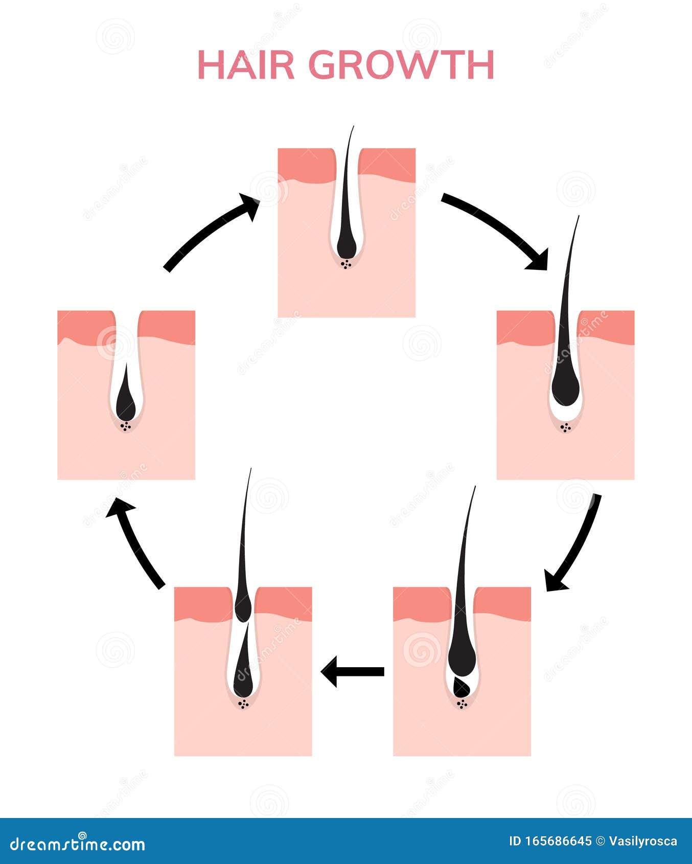 Hair Growth Cycle Skin. Follicle Anatomy Anagen Phase, Hair Growth Diagram  Illustration Stock Vector - Illustration of anatomy, grow: 165686645