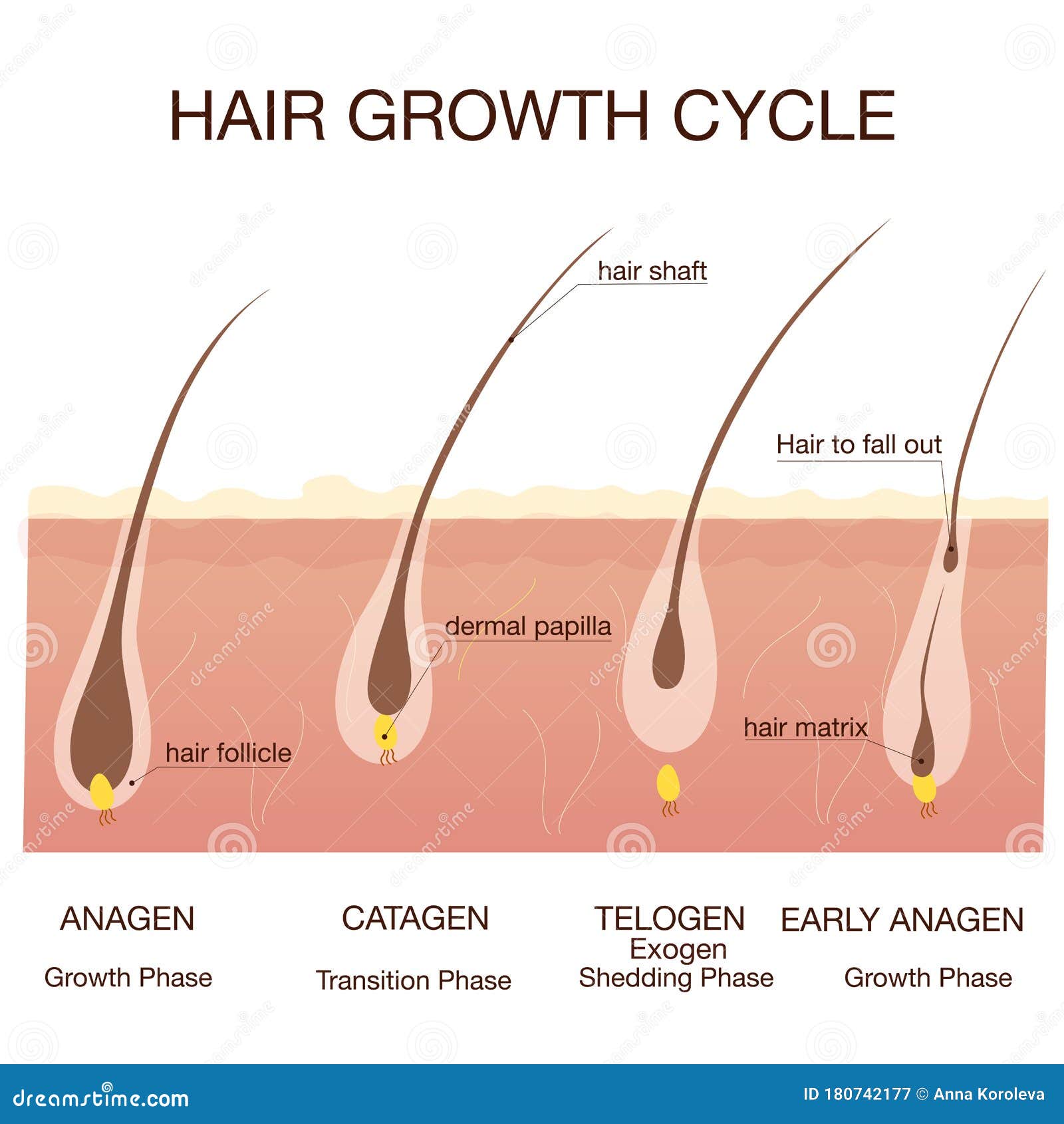 Hair Growth Phase Step by  of the Hair Growth Cycle Stock Vector  - Illustration of growth, eyelash: 180742177