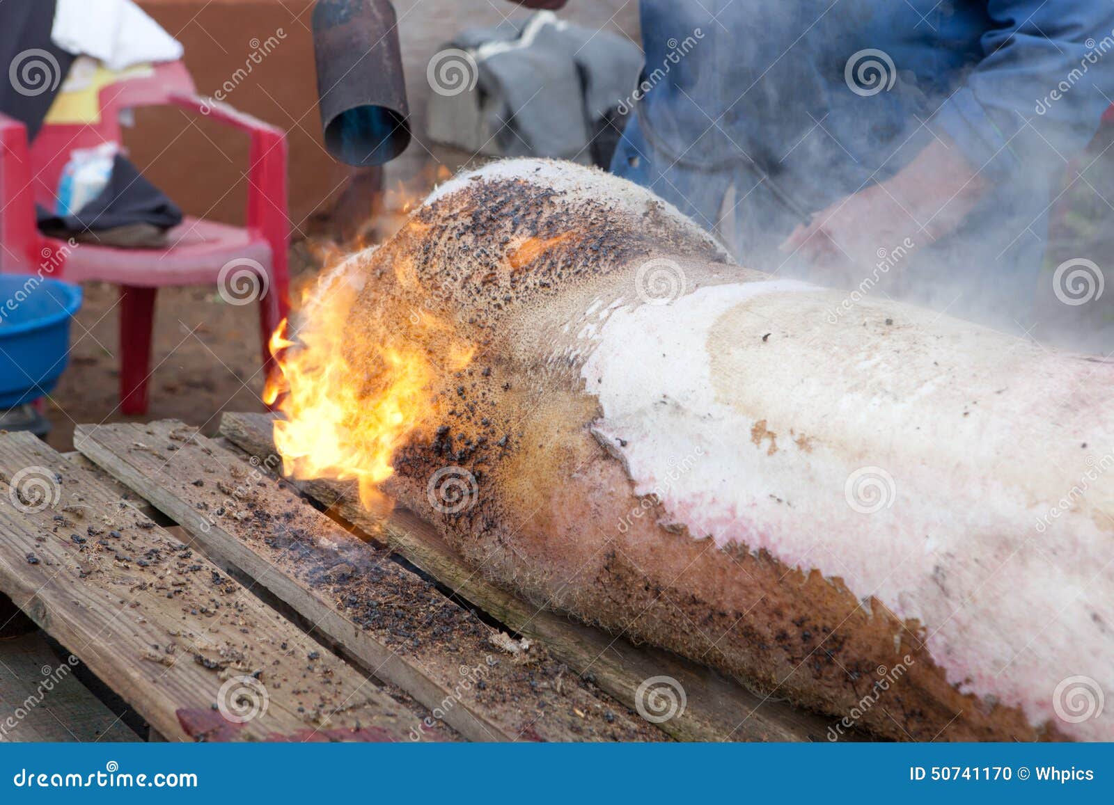 Hair removal of the pig stock photo. Image of hair, farm - 50741170