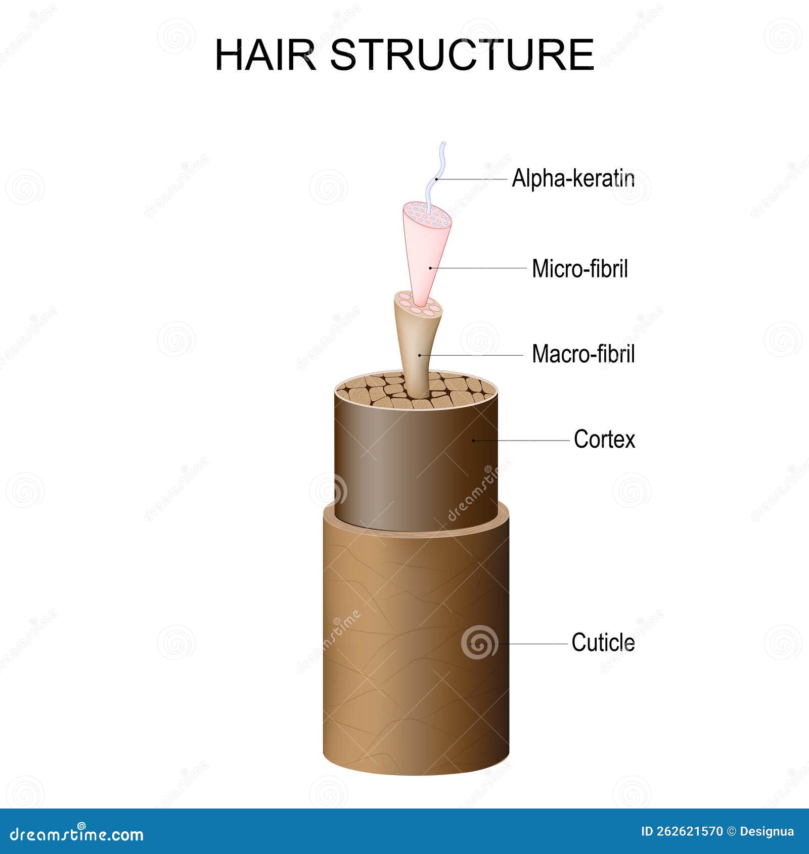 hair structure from cuticle and cortex to micro-fibril, macro-fibril, and alpha-keratin