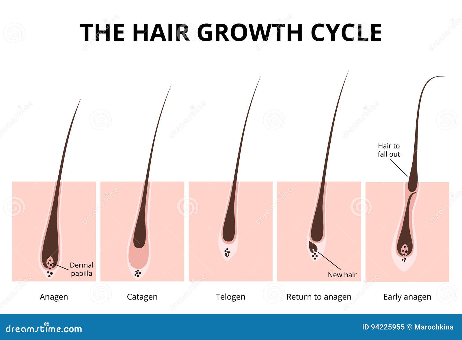 hair structure