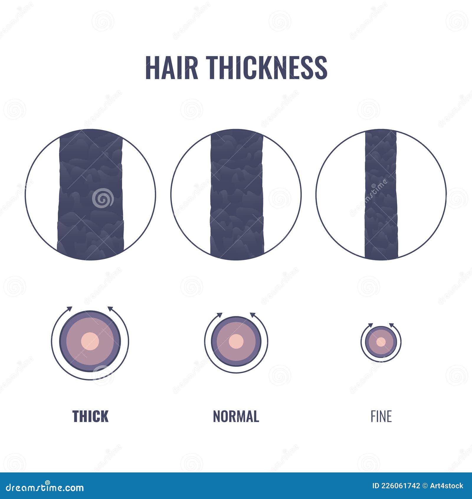 Hair Thickness Types Chart of Thin, Medium, Coarse Strand Width Stock Vector - Illustration of texture, coarse: 226061742 Hair Thickness Types Chart of Thin, Medium, Coarse Strand Width Stock Vector - Illustration of texture, coarse: 226061742