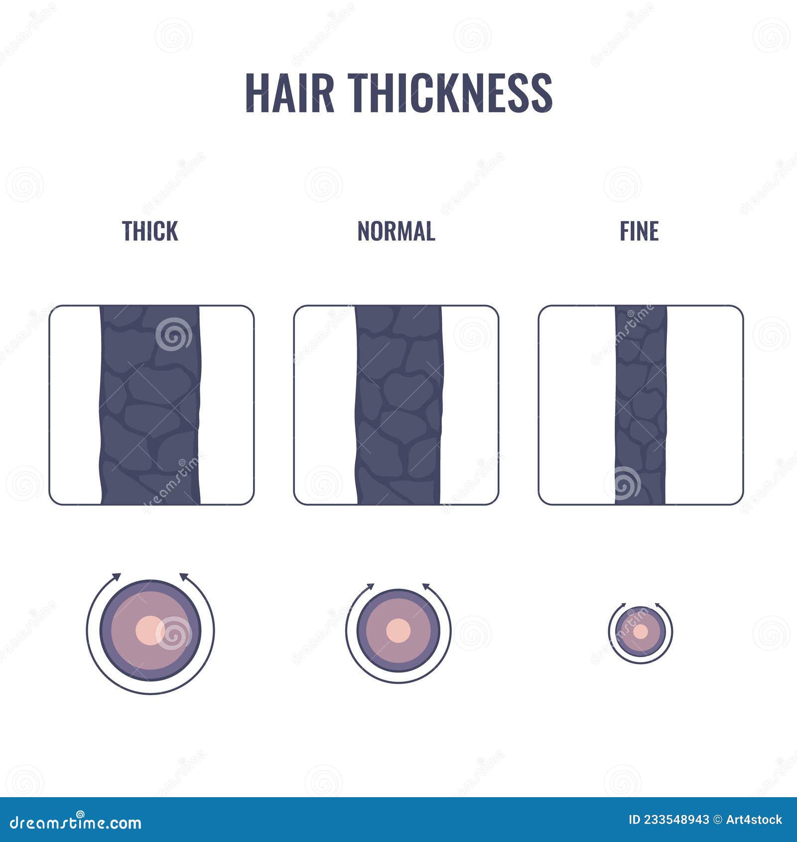 Hair Thickness Types Chart of Thin, Medium, Coarse Strand Width Stock  Vector - Illustration of diameter, treatment: 233548943