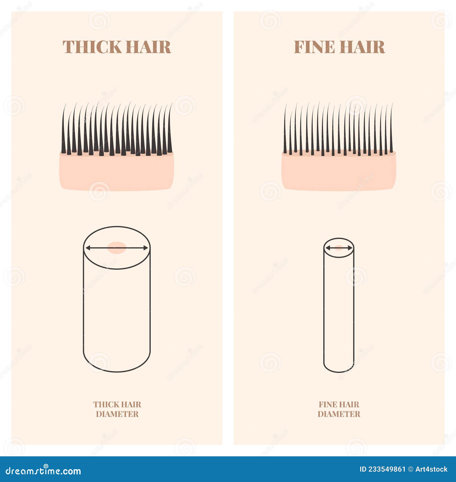 Hair Thickness Types Chart of Thin and Thick Strands Stock Vector -  Illustration of density, analysis: 233549861