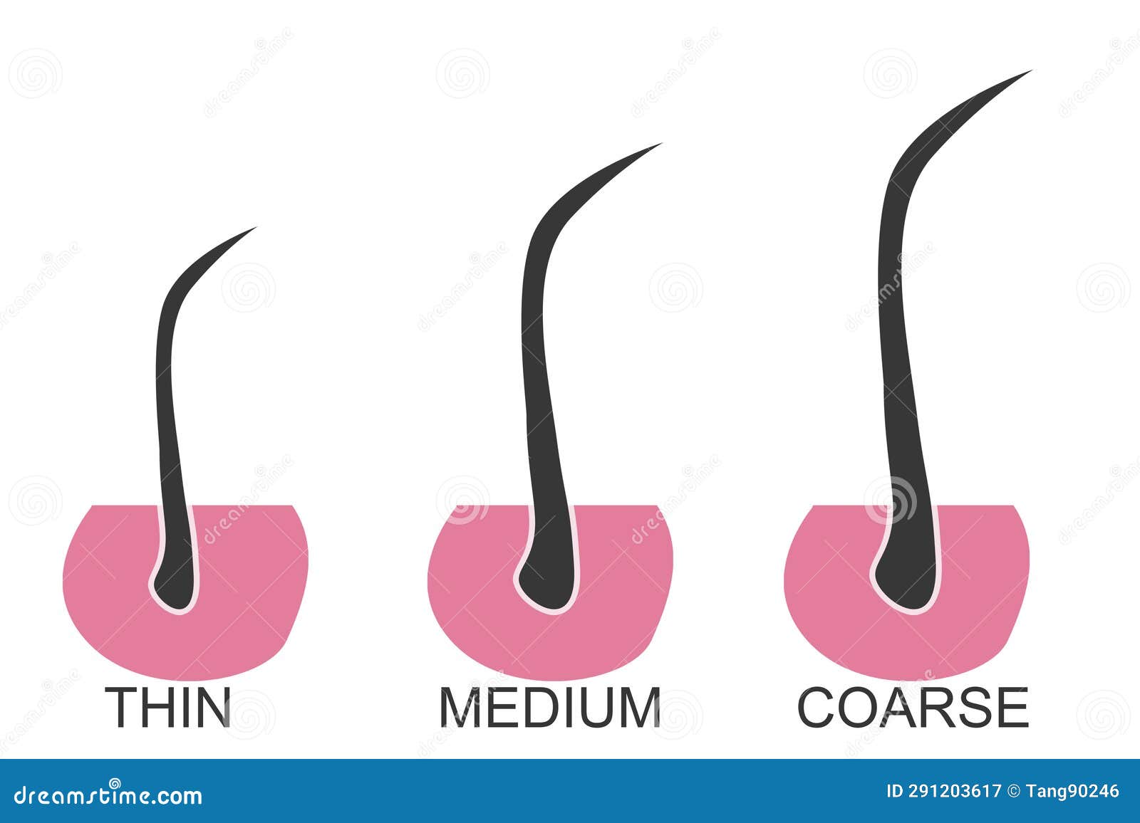Hair Thickness Types Classification Stock Illustration Illustration