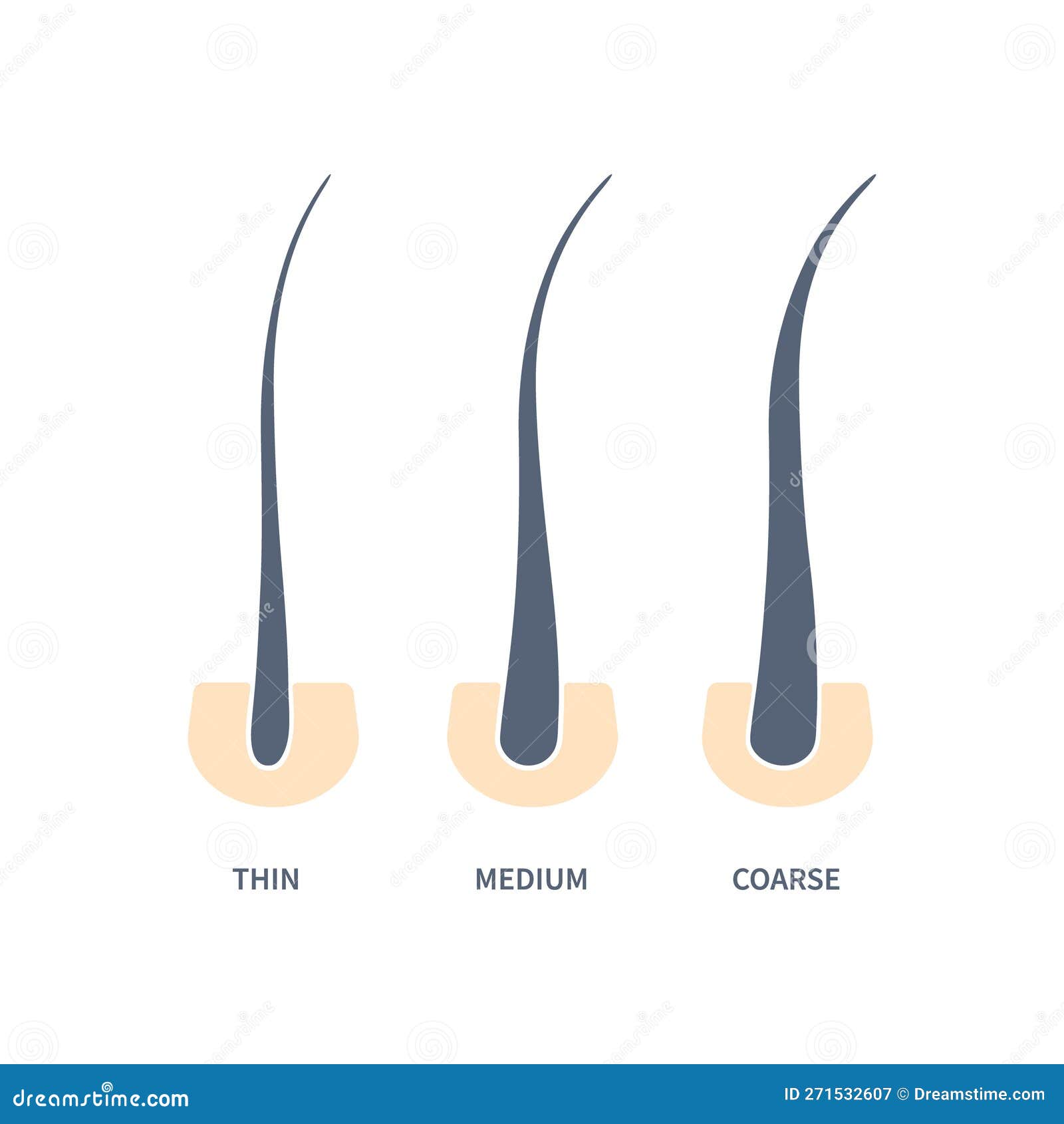 Hair Thickness Types In Skin Cross section Diagram Cartoon Vector hair-thickness-types-in-skin-cross-section-diagram-cartoon-vector