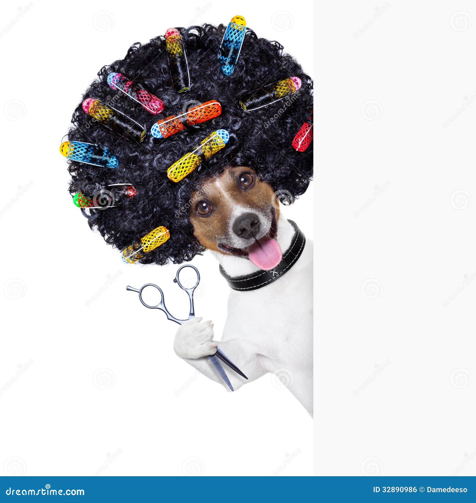 Hairdresser Dog Stock Photo Image Of Hairdresser Fuzzy 32890986