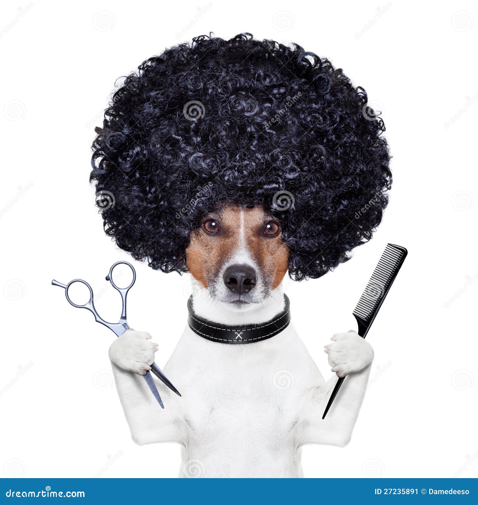 Hairdresser Scissors Comb Dog Stock Image - Image: 27235891