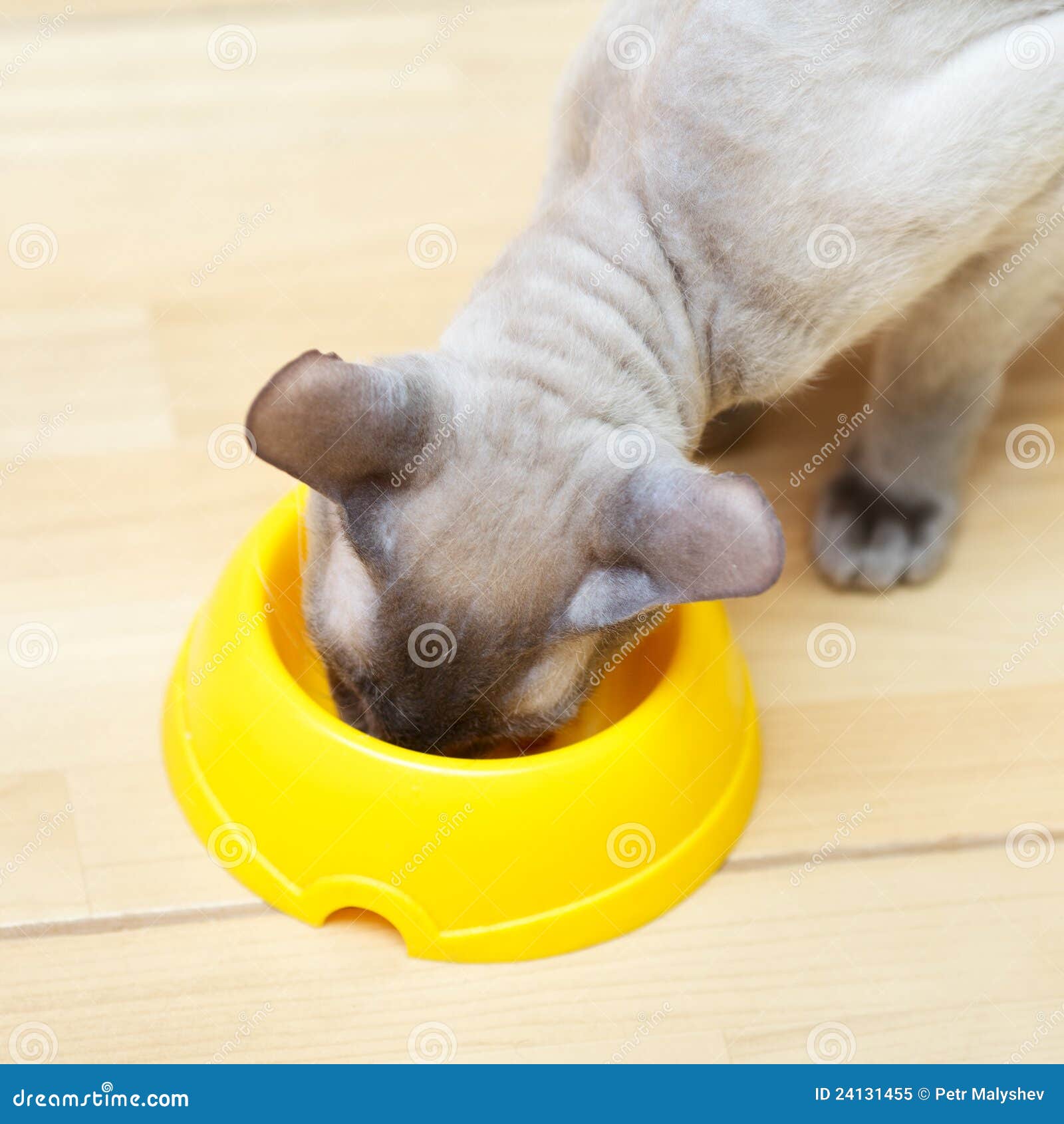 Hairless Cat Eating stock image. Image of pink, grey 24131455