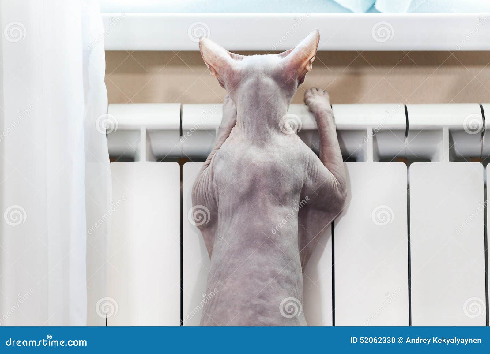 Hairless Cat, Sphynx, Warming in the Central Heating Radiator Stock Photo Image of central