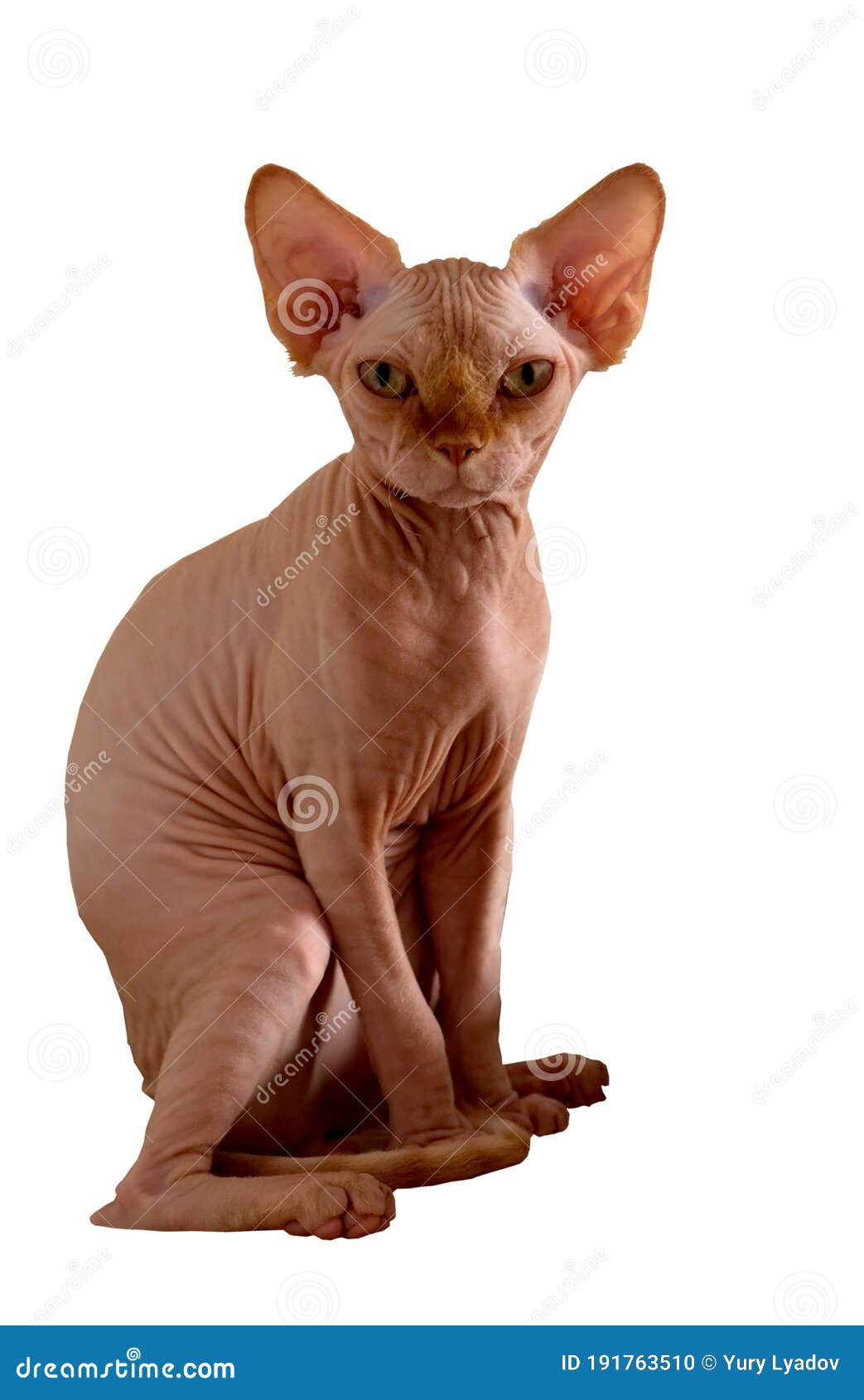 Cat without Fur, Sphinx on a White Background Stock Photo - Image of sphinx, domestic: 191763510 Cat without Fur, Sphinx on a White Background Stock Photo - Image of sphinx, domestic: 191763510