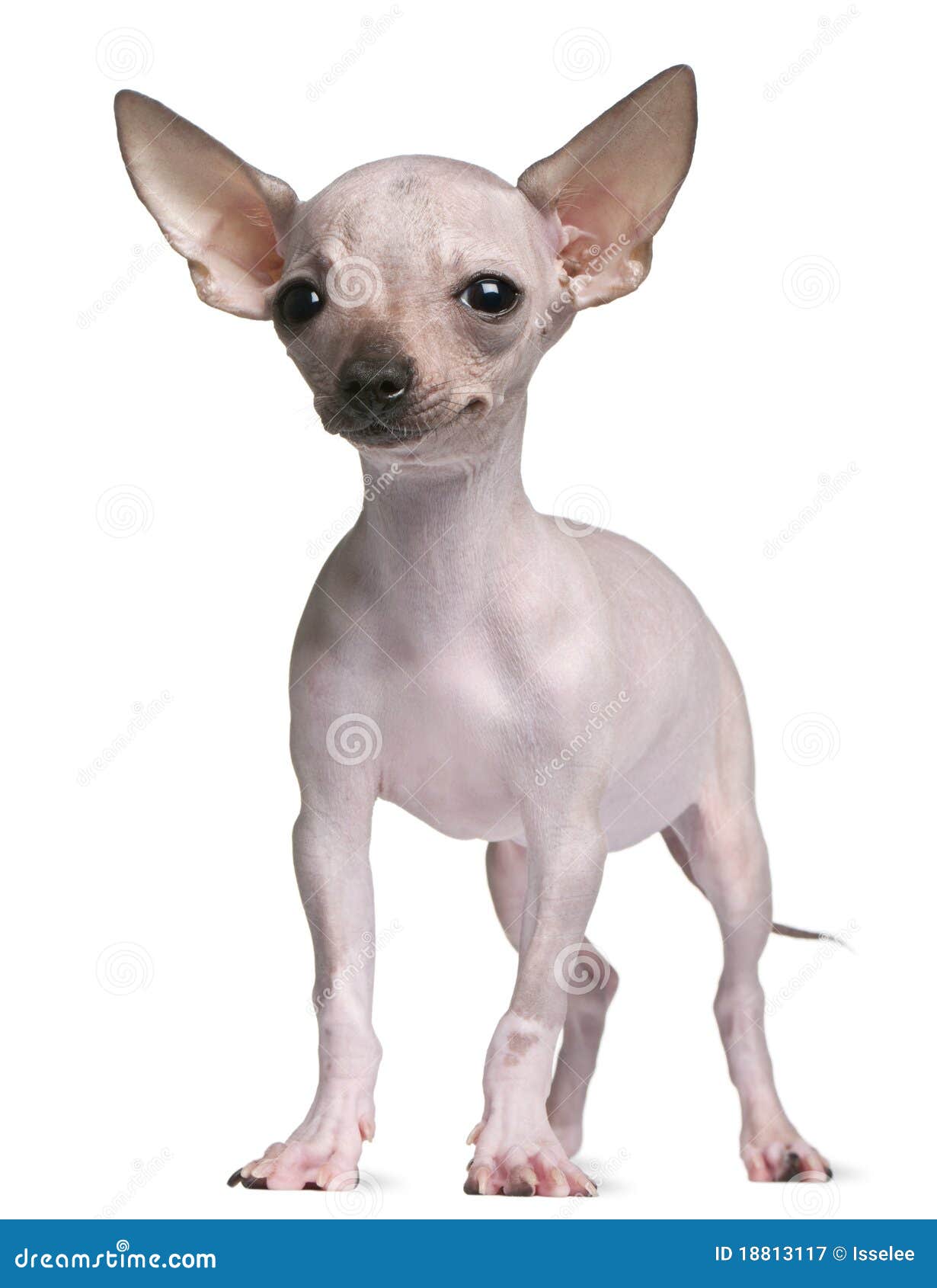 Hairless Chihuahua, 5 Months Old, Standing Royalty Free