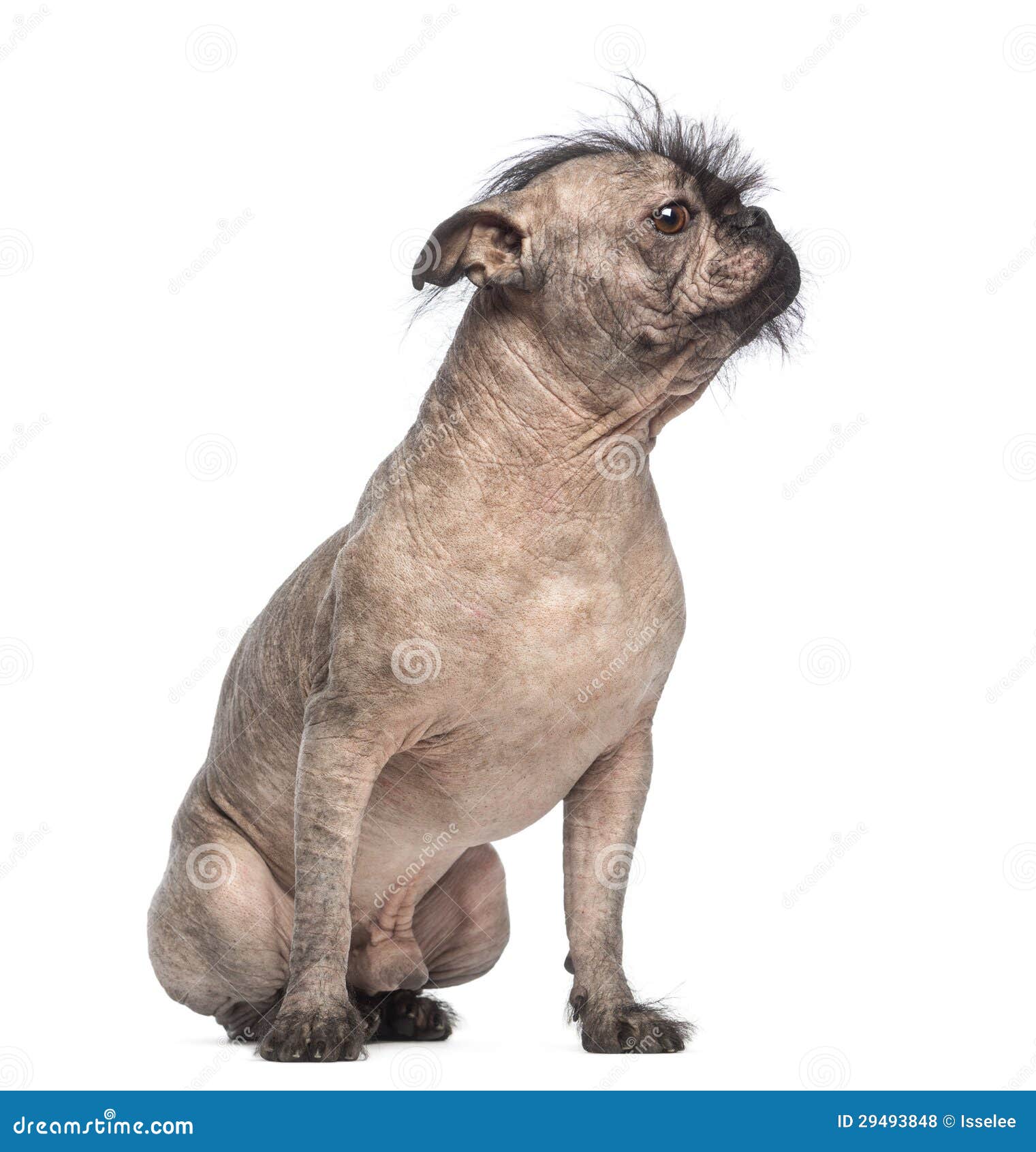 maskine At dræbe Snuble Hairless Mixed-breed Dog, Mix between a French Bulldog and a Chinese  Crested Dog, Sitting and Looking Right Stock Photo - Image of chinese,  pink: 29493848