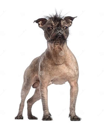 Hairless Mixed-breed Dog, Mix between a French Bulldog and a Chinese ...