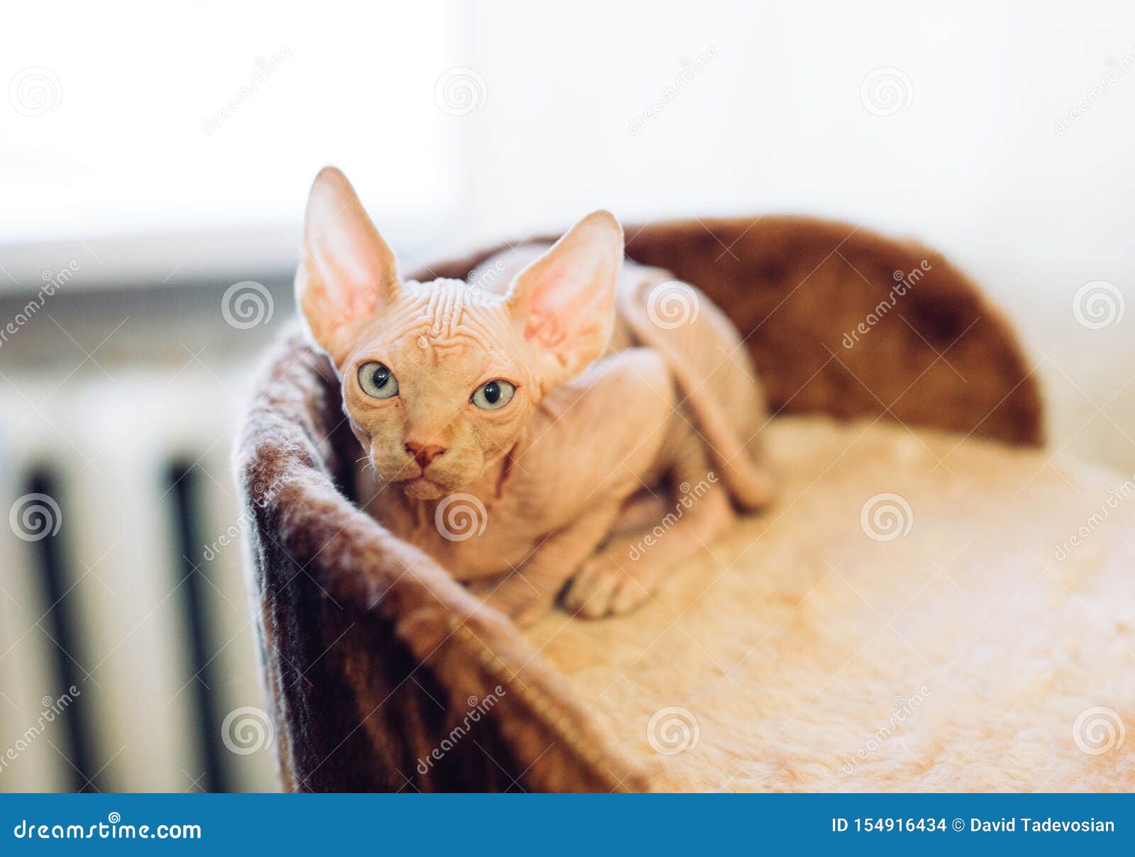 Hairless Sphinx Cats in a Soft House at Home. Stock Photo Image of