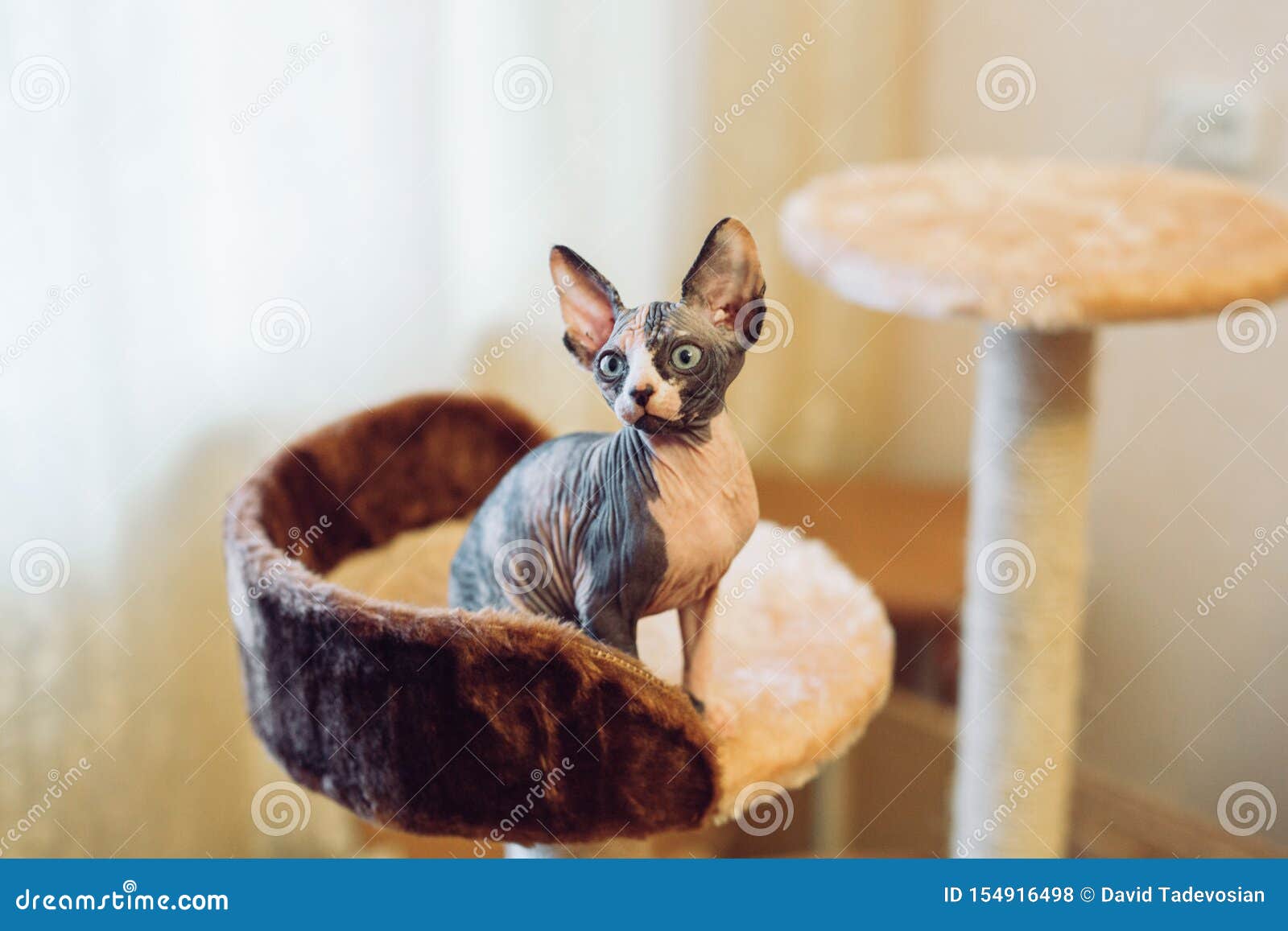 Hairless Sphinx Cats in a Soft House at Home. Stock Photo Image of