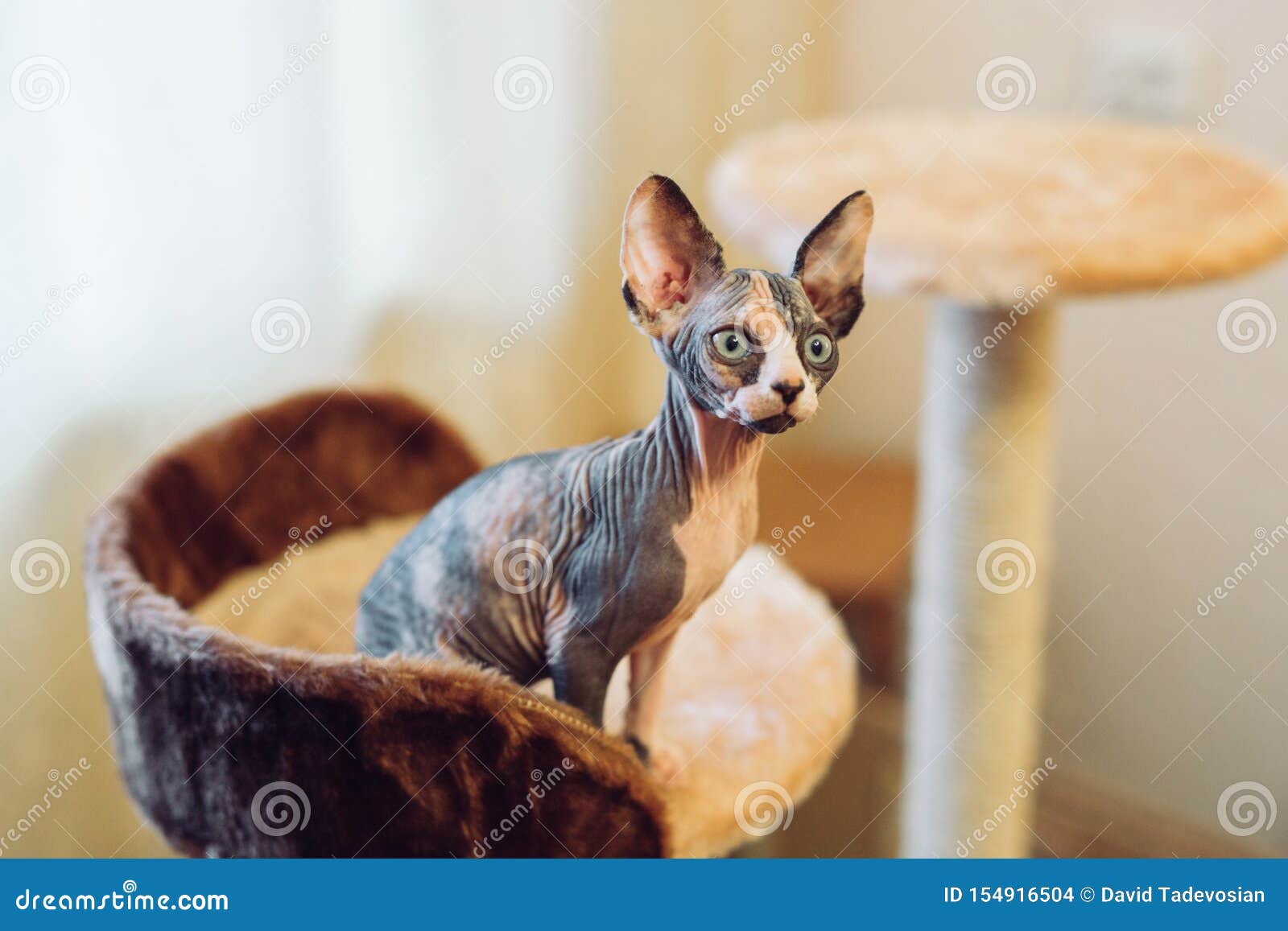 Hairless Sphinx Cats in a Soft House at Home. Stock Photo Image of