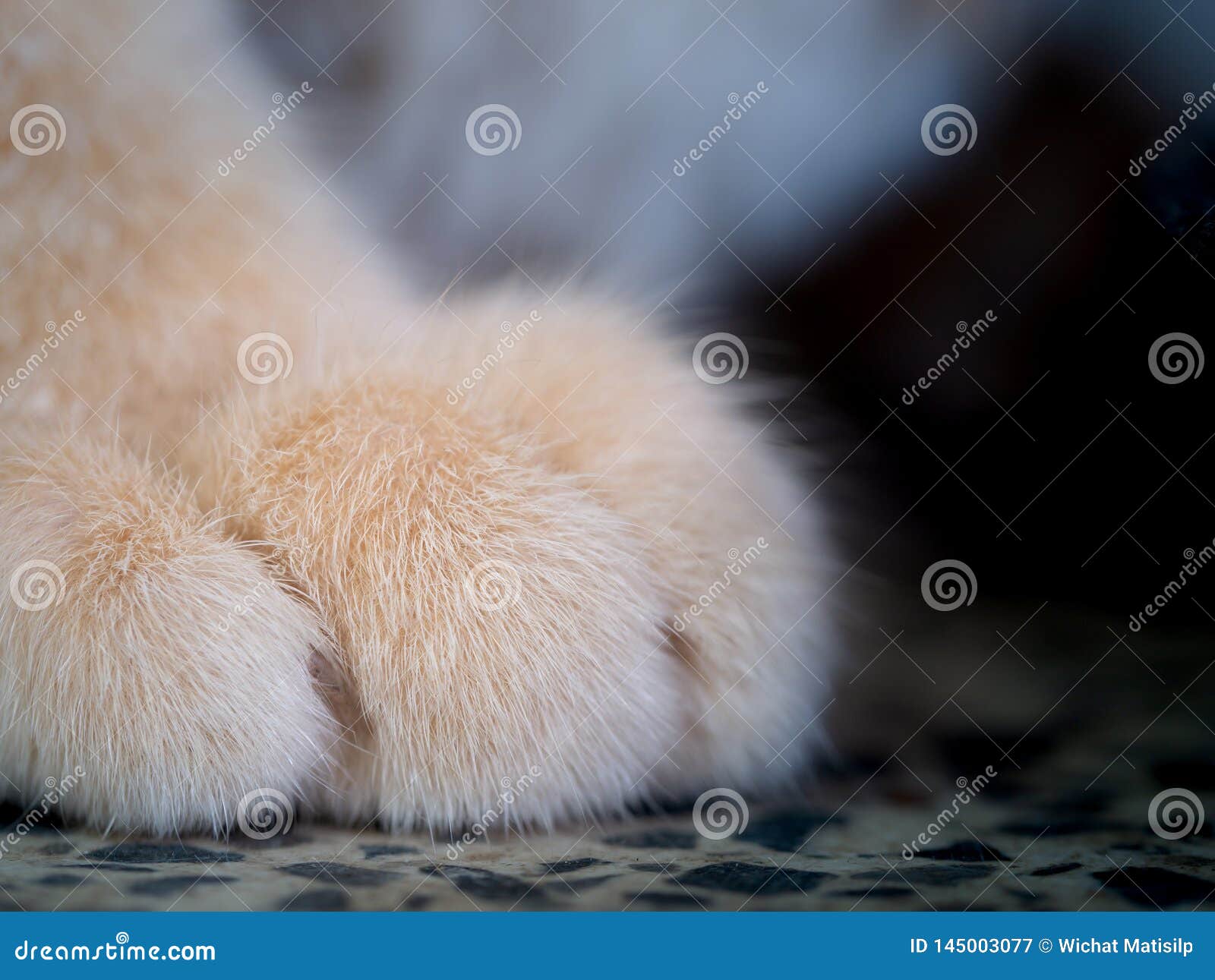 Hairs on the Feet of the Yellow Cat Stock Image Image of food, garden